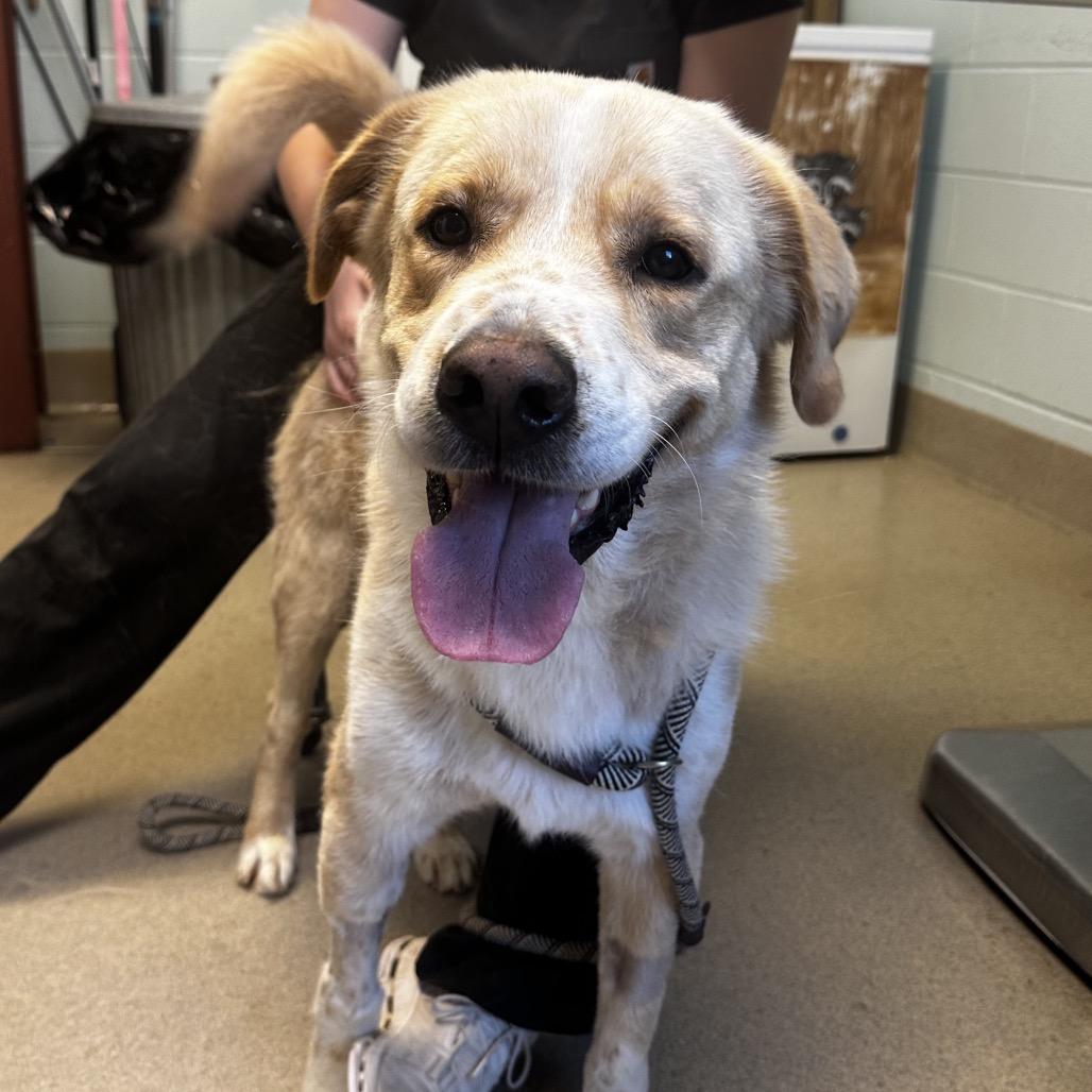 Enlarge Sparky, a Adoptable Mixed Breed in Fredericksburg, VA image 5/6