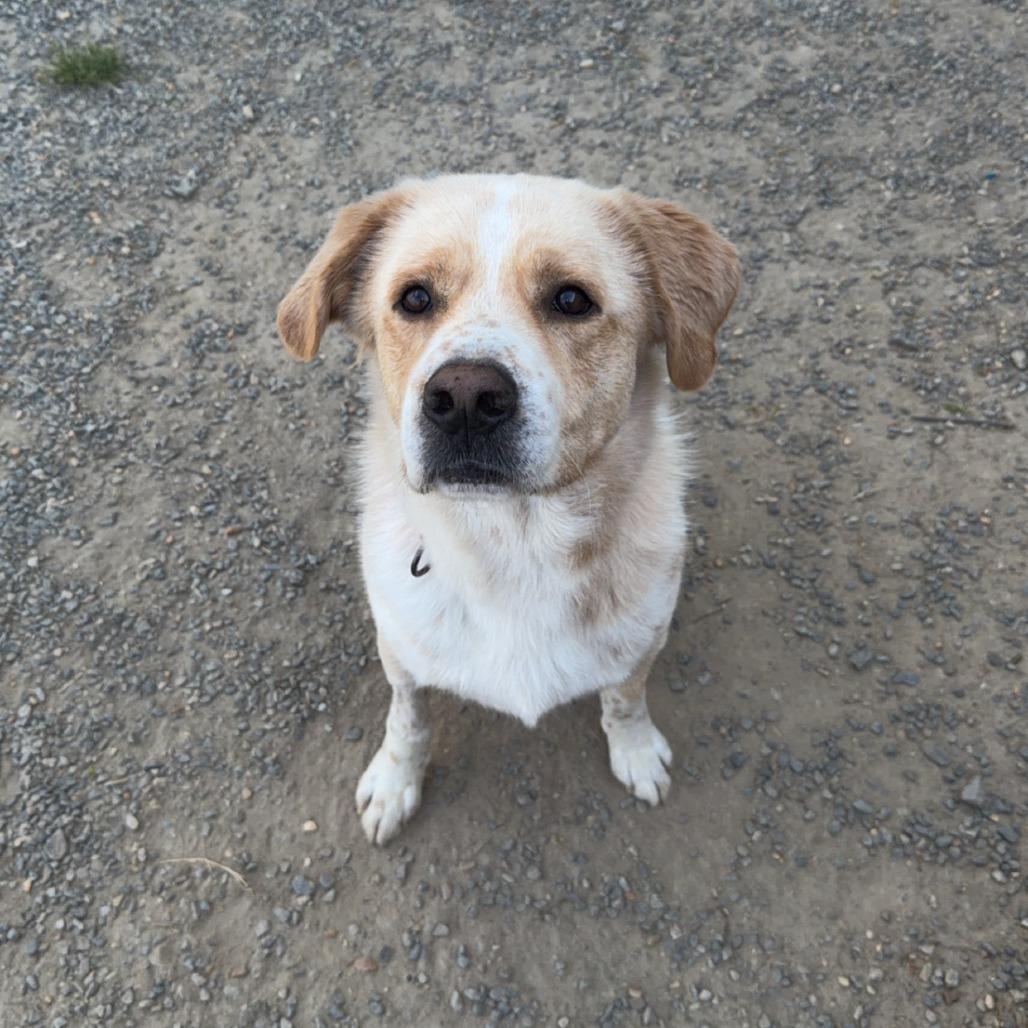 Enlarge Sparky, a Adoptable Mixed Breed in Fredericksburg, VA image 6/6