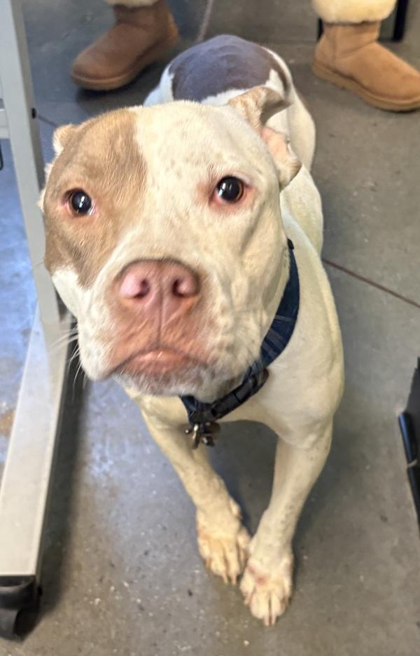 Pen 174 Martha, Adoptable, Adult Female Pit Bull Terrier.