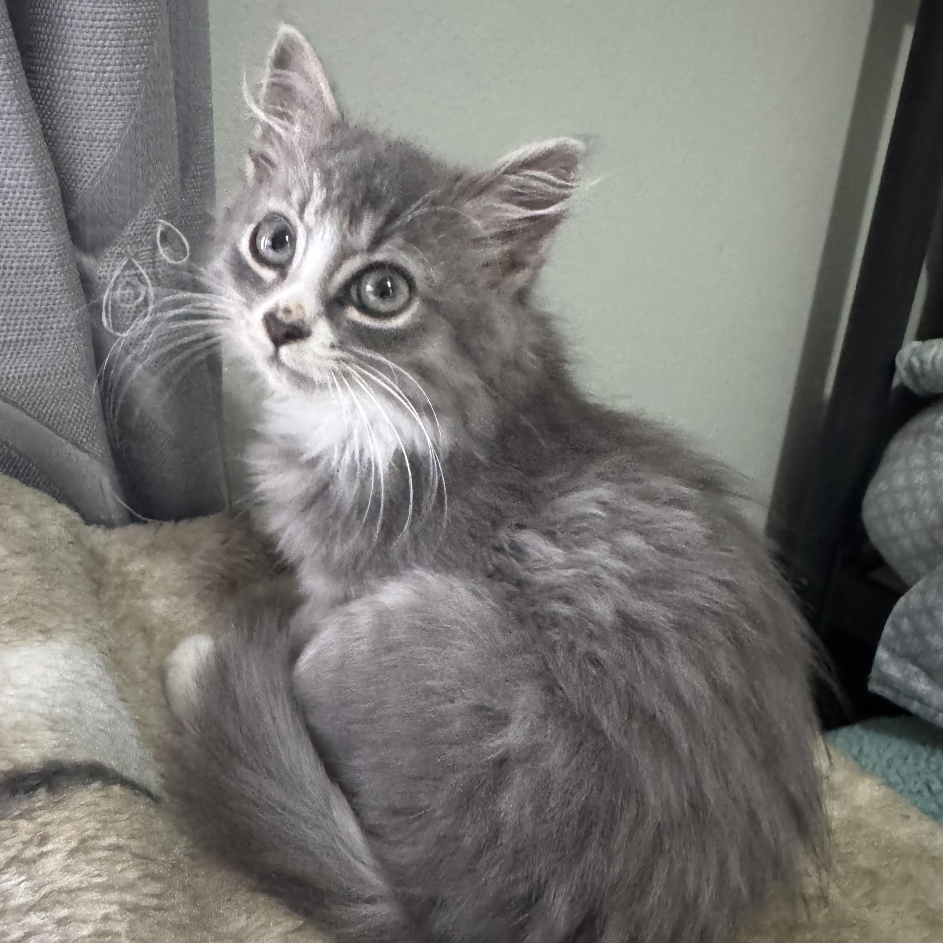 Enlarge Puff, a ADOPTABLE Domestic Medium Hair in Tallahassee, FL image 1/2