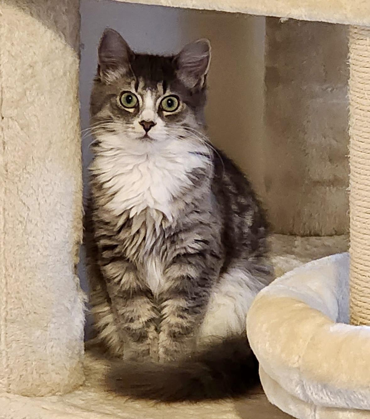 Puff, ADOPTABLE, Kitten Female Domestic Medium Hair.