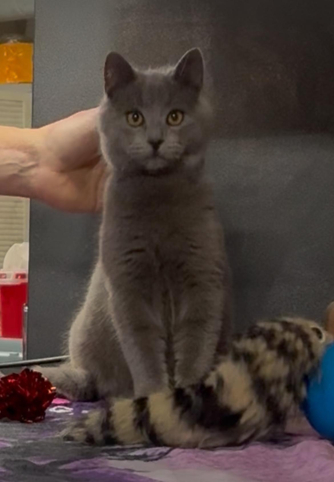 Enlarge Yule Kat , a ADOPTABLE Domestic Short Hair in Alexandria, IN image 2/2