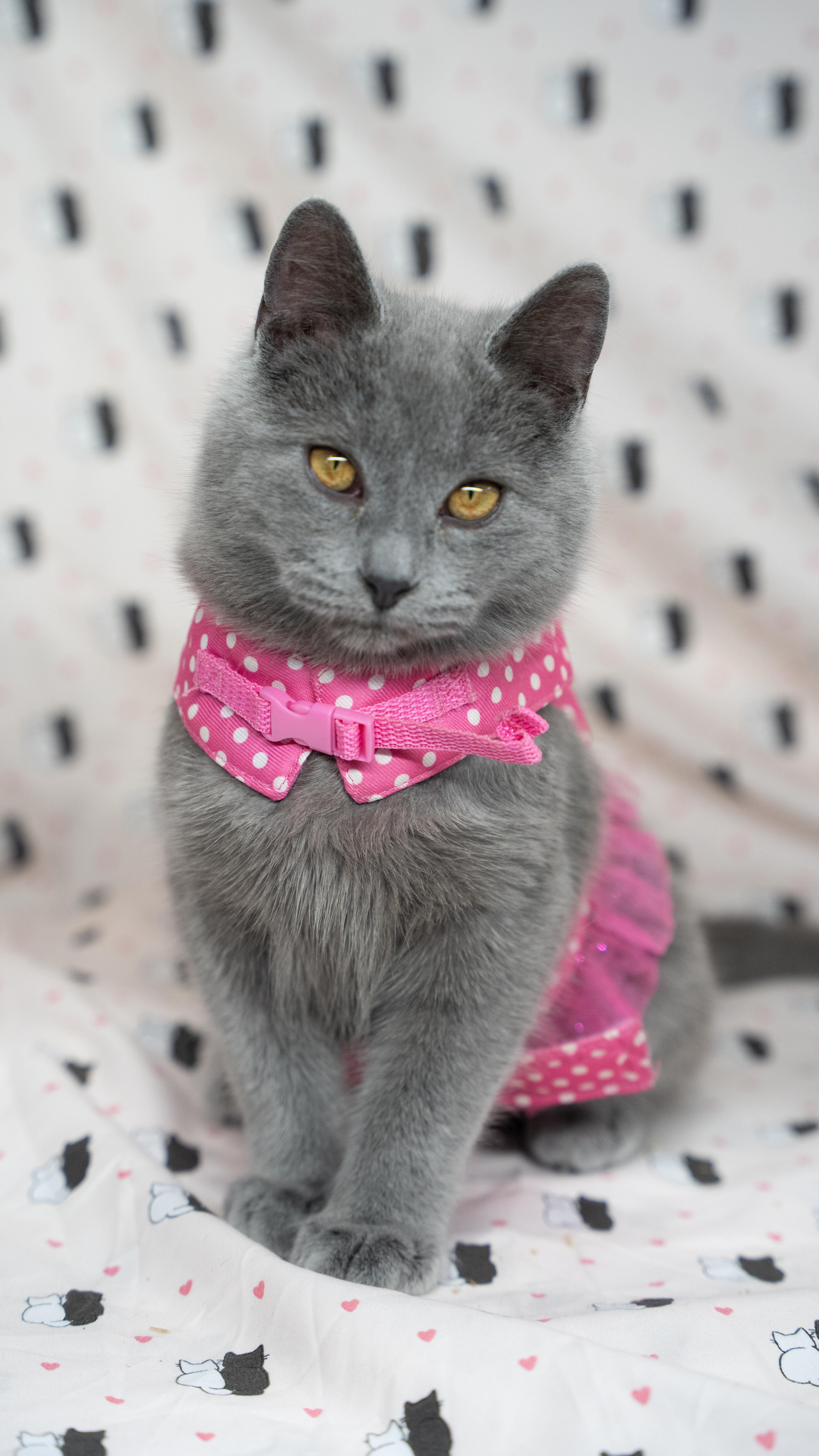 Enlarge Yule Kat , a ADOPTABLE Domestic Short Hair in Alexandria, IN image 1/2