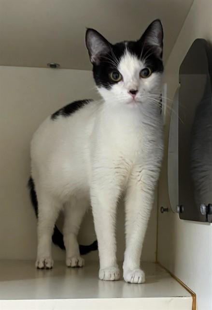 Enlarge FIREFLY, a Adoptable Domestic Short Hair in Dedham, MA image 1/1