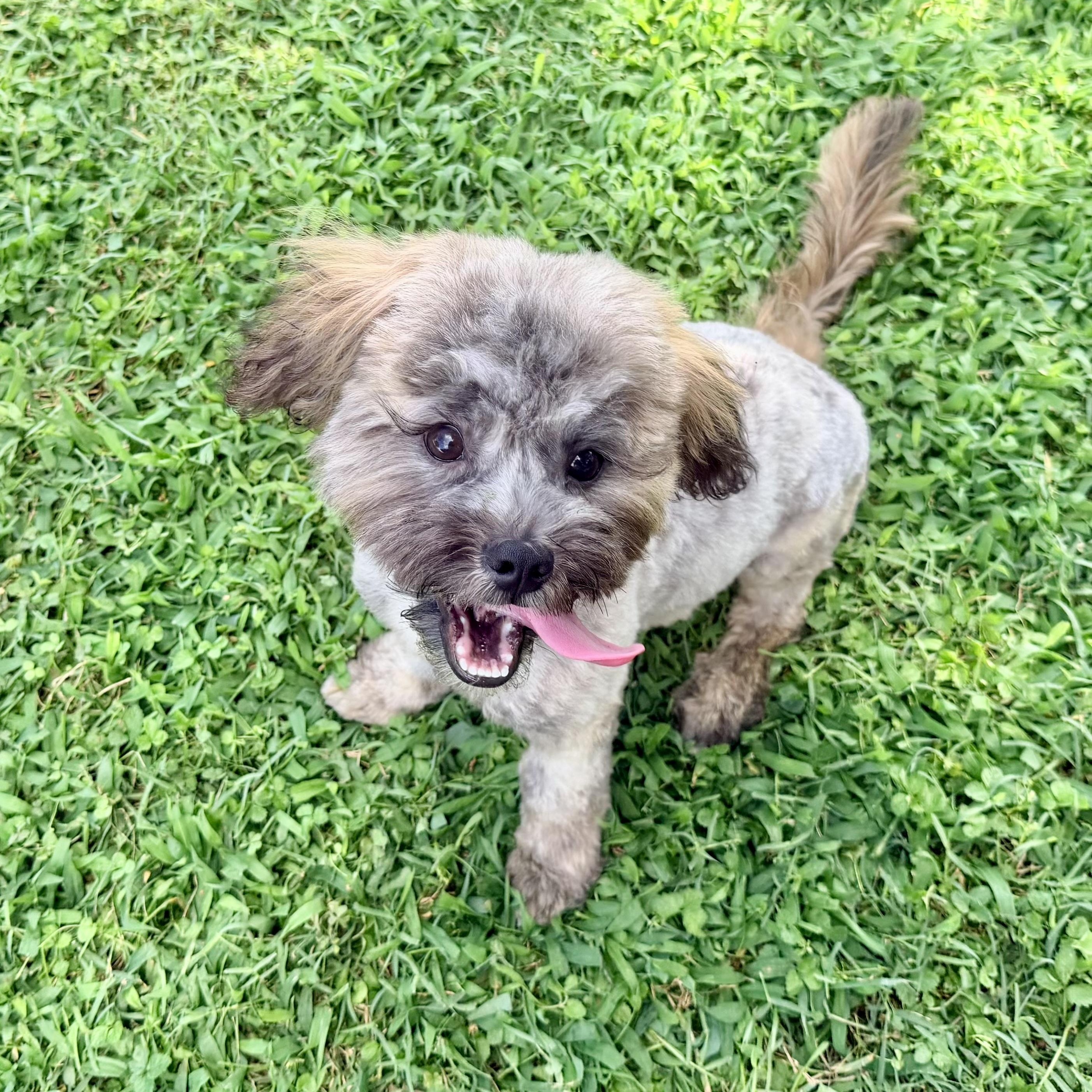 Milo, a ADOPTABLE mixed breed in Richmond, VA image 4/6
