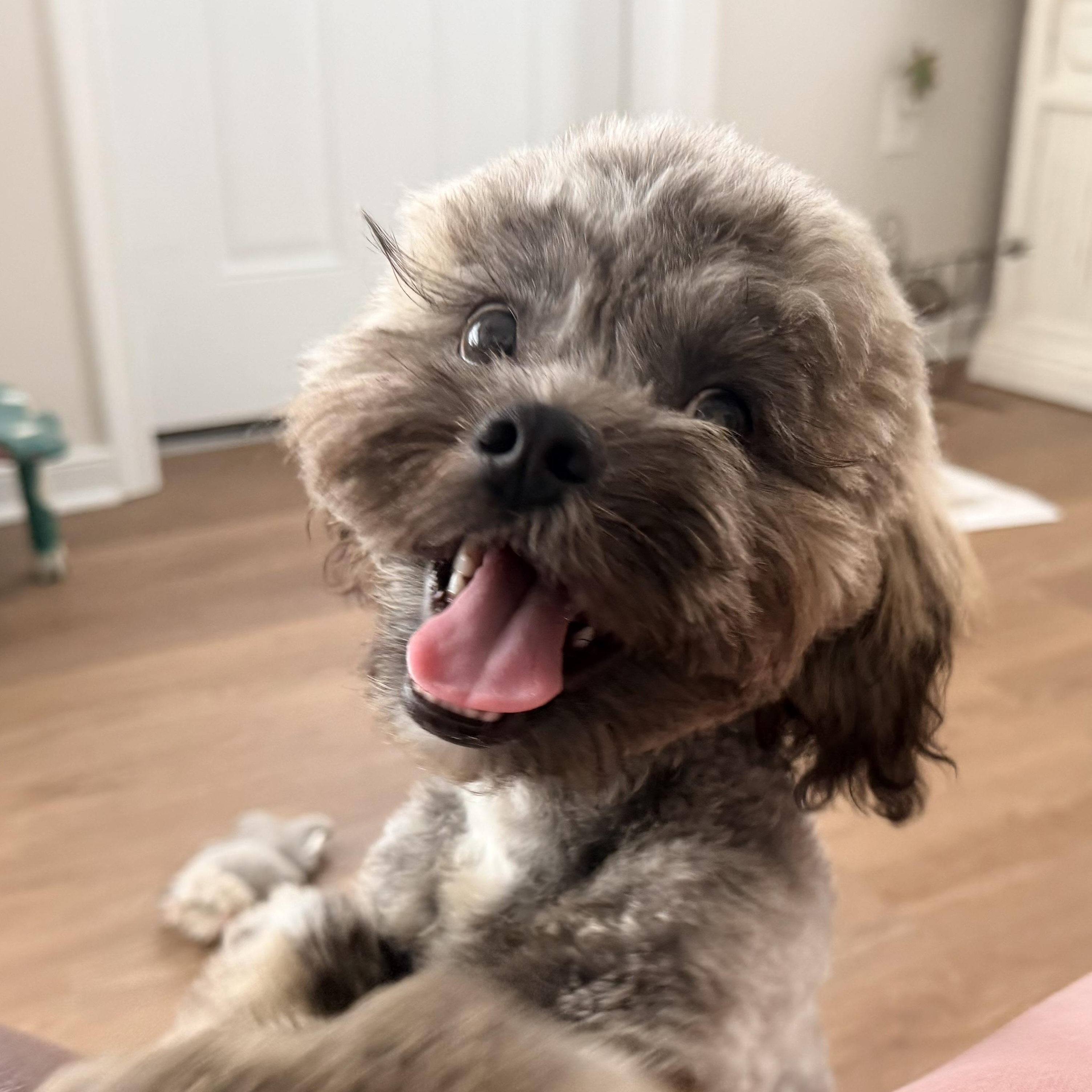 Milo, a ADOPTABLE mixed breed in Richmond, VA image 2/6