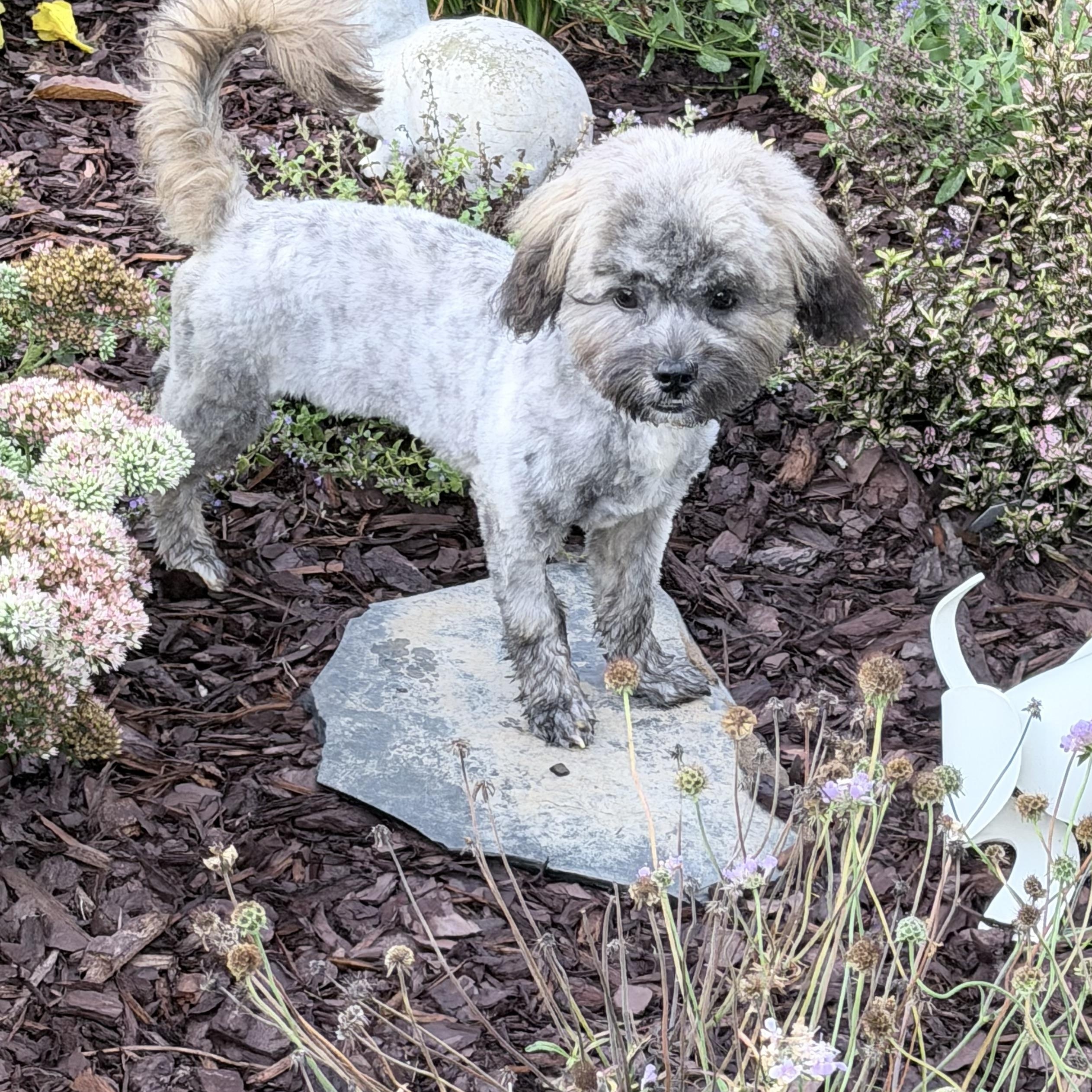 Milo, a ADOPTABLE mixed breed in Richmond, VA image 3/6