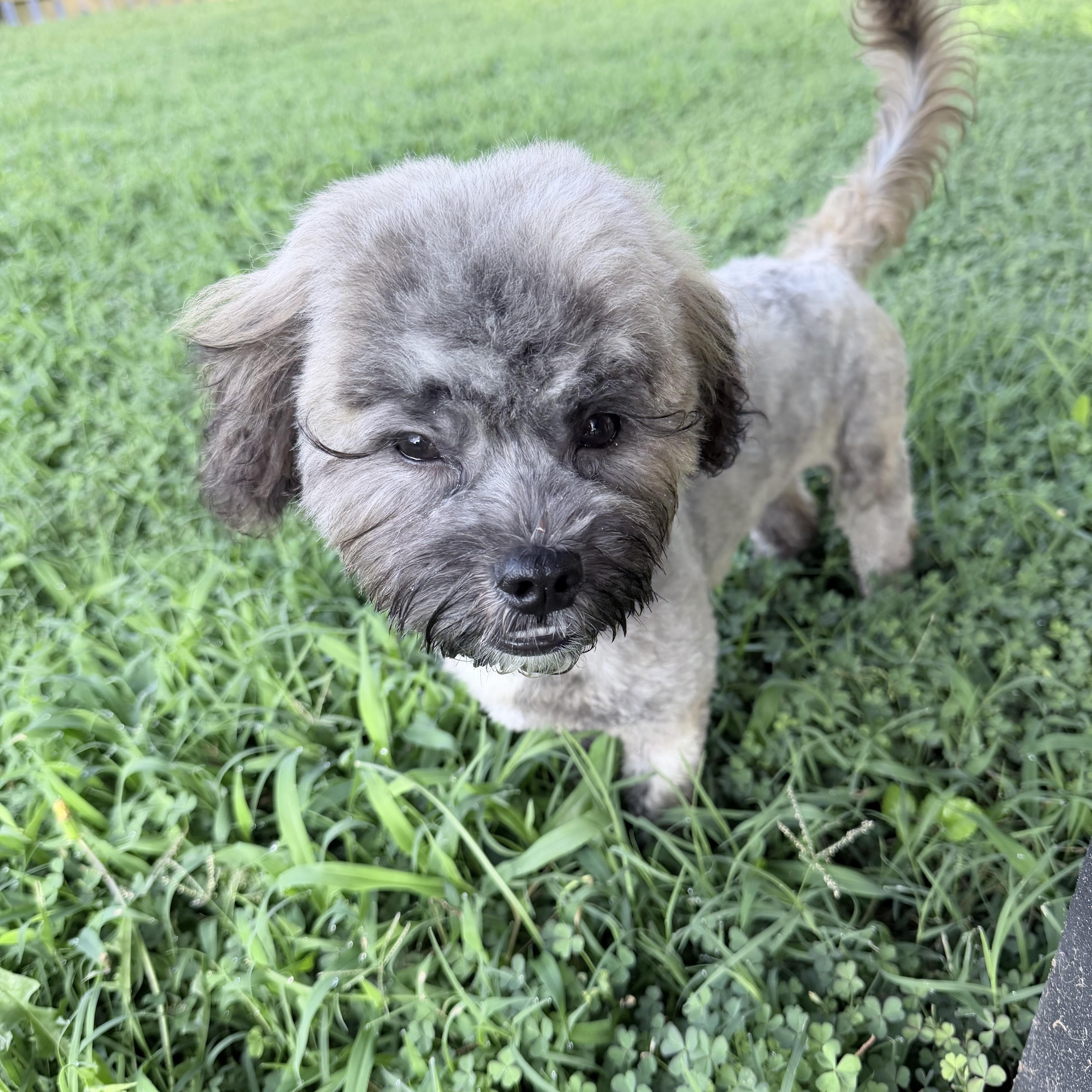 Milo, a ADOPTABLE mixed breed in Richmond, VA image 6/6