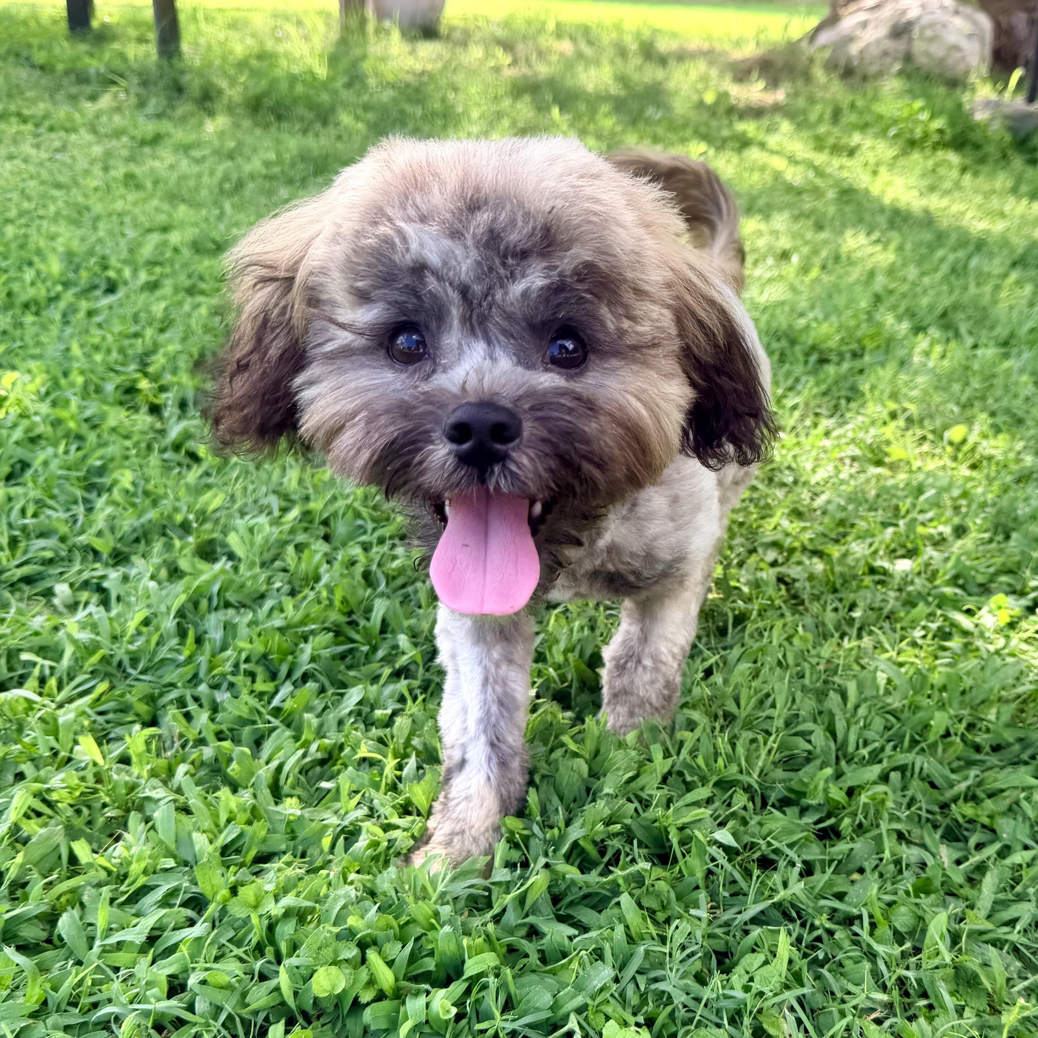 Milo, a ADOPTABLE mixed breed in Richmond, VA image 1/6