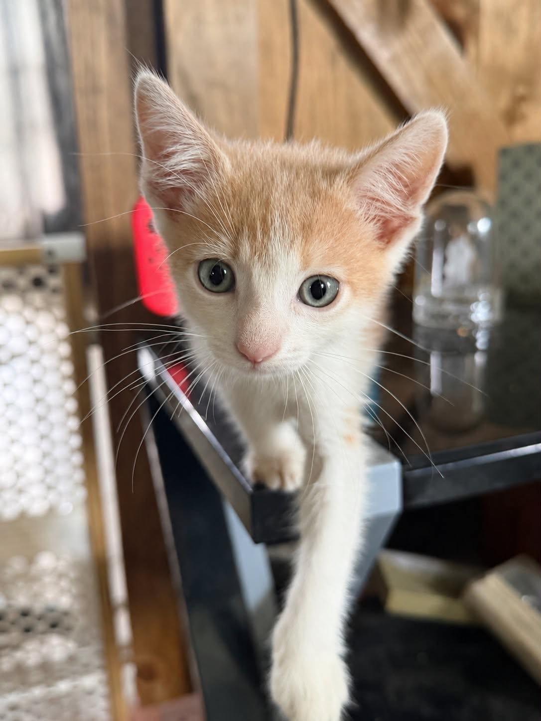 Tator Tot, Adoptable, Kitten Male Domestic Short Hair.