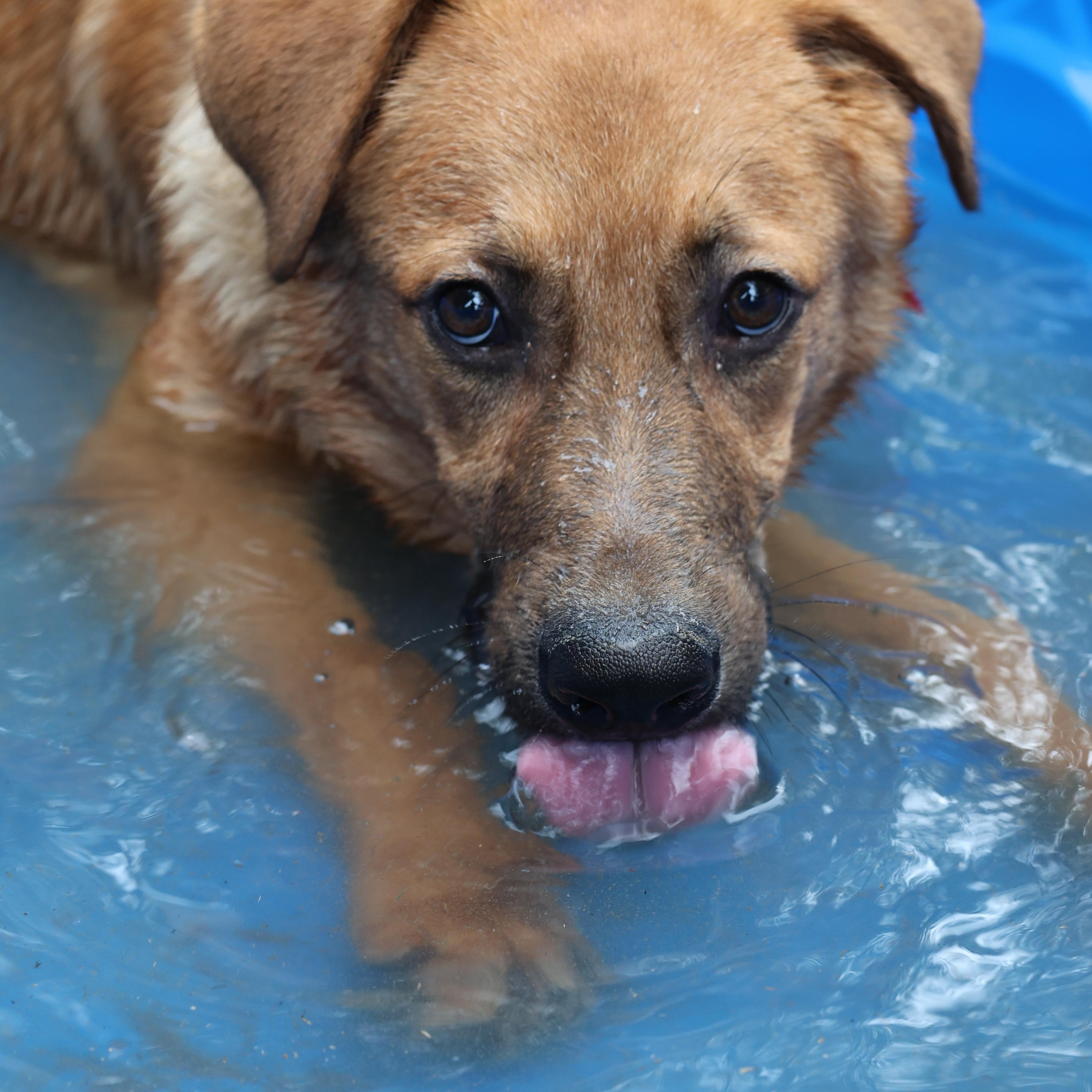 Enlarge Fig, a Adoptable mixed breed in Mansfield, TX image 2/5