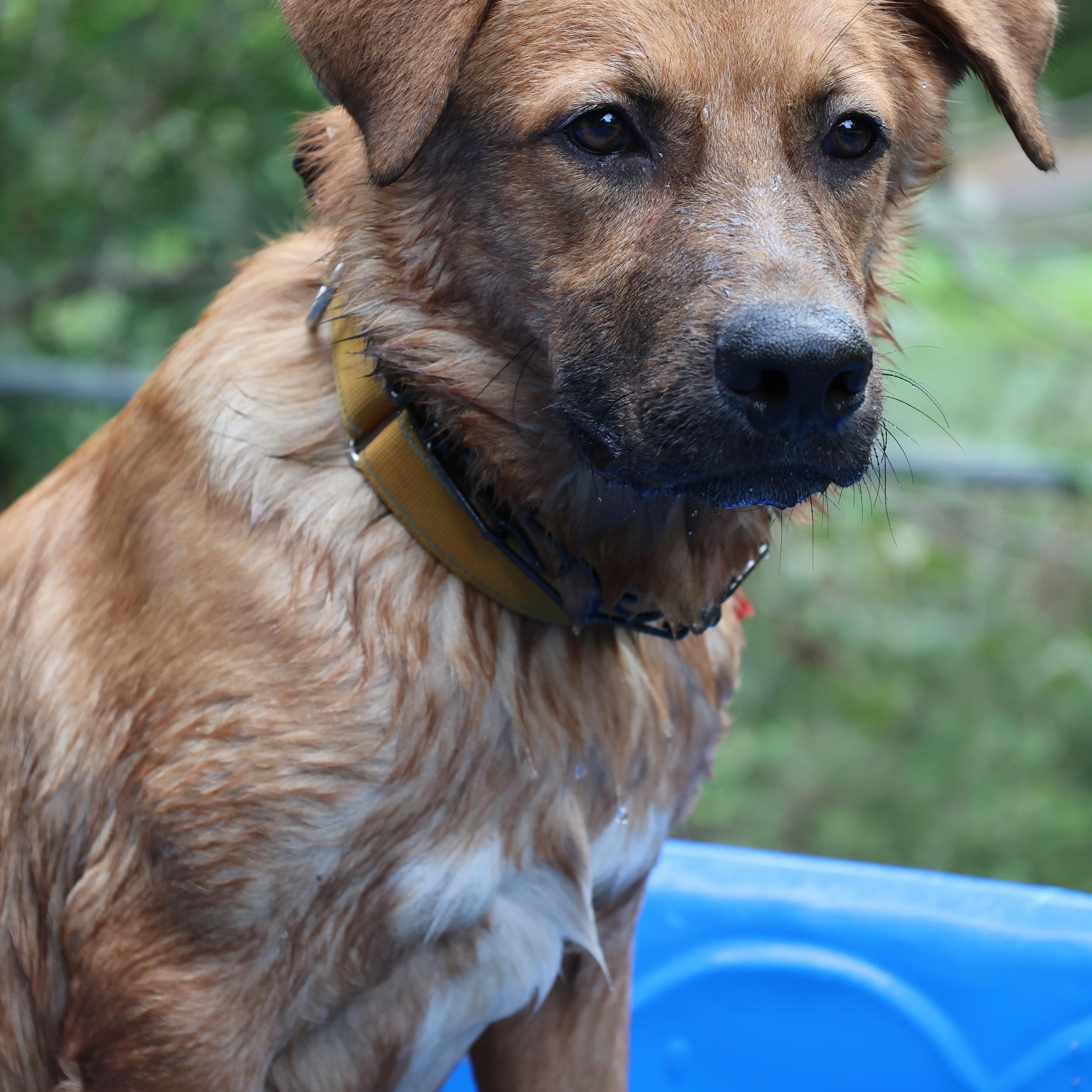 Enlarge Fig, a Adoptable mixed breed in Mansfield, TX image 4/5