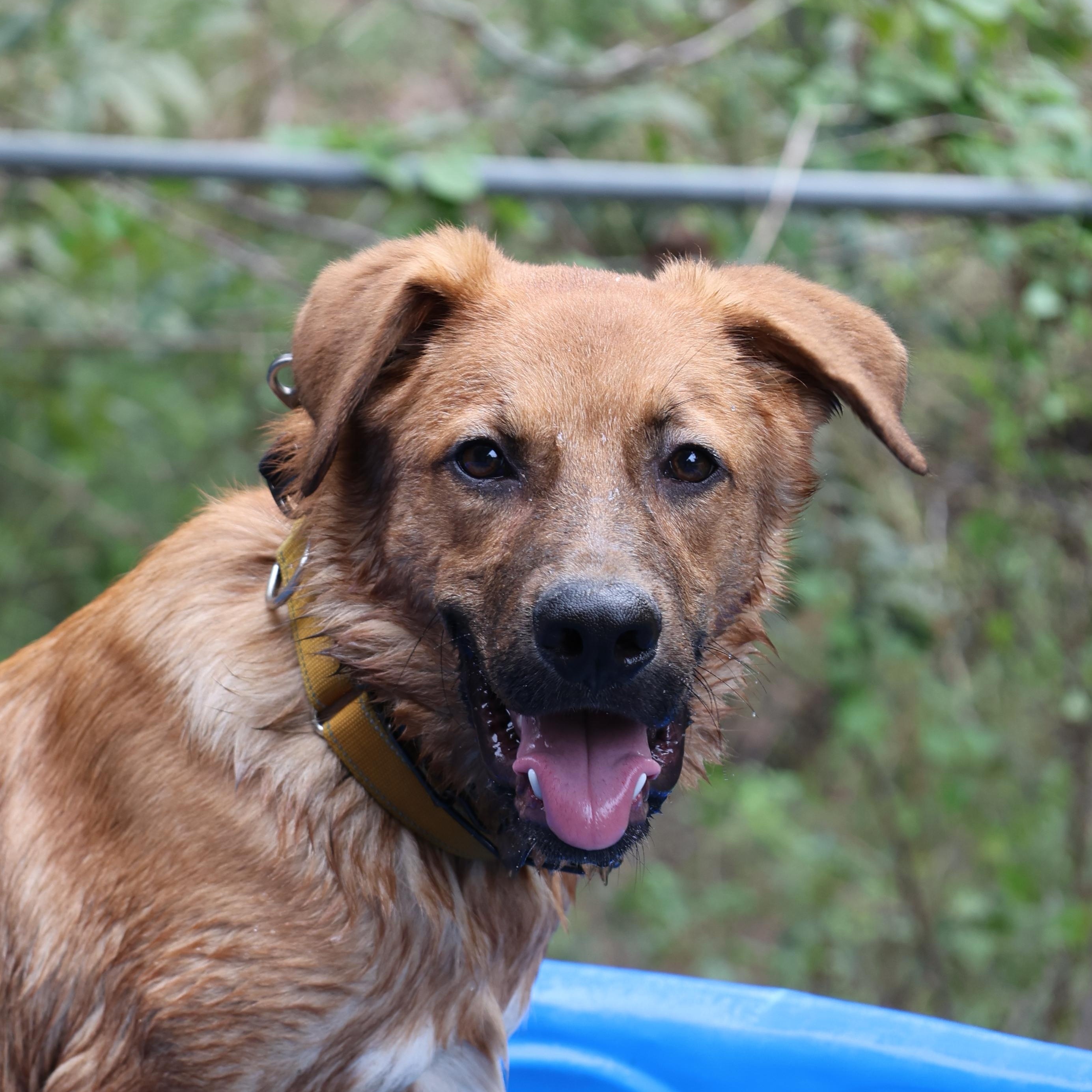 Fig, Adoptable, Puppy Male German Shepherd Dog & Dogue de Bordeaux.