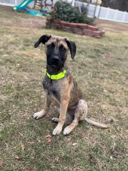 Jillian, a Adoptable mixed breed in Pembroke, MA image 1/3