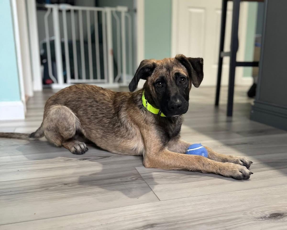 Jillian, a Adoptable mixed breed in Pembroke, MA image 3/3