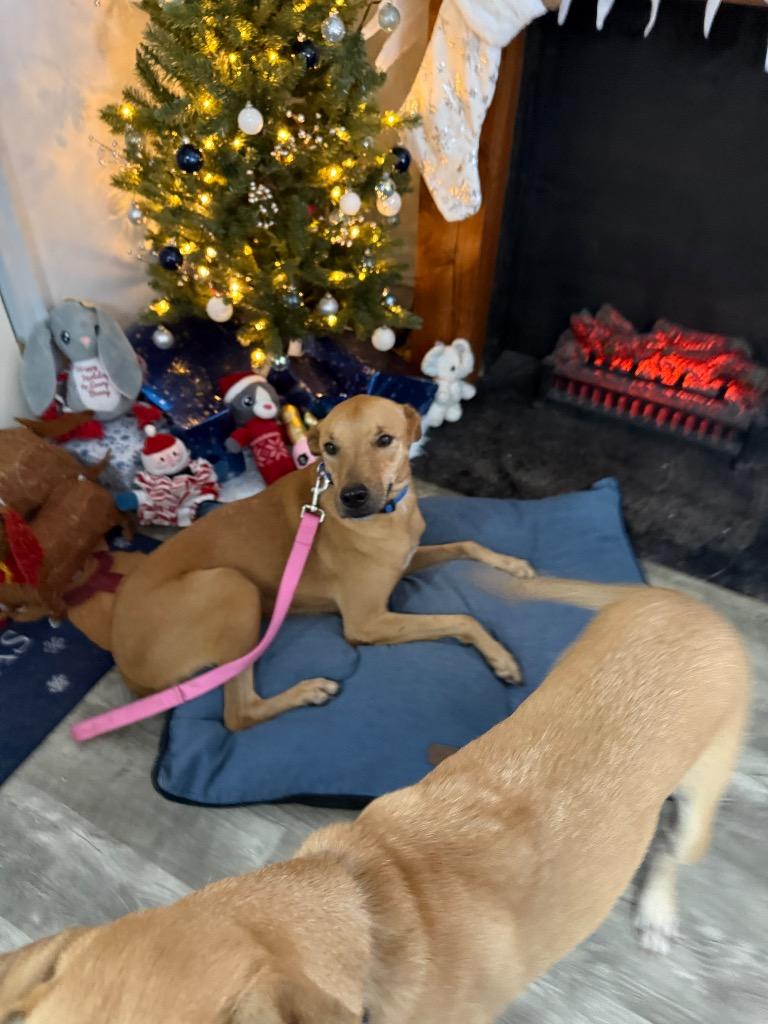 Enlarge Gladys, a Adoptable mixed breed in Albion, NY image 1/1