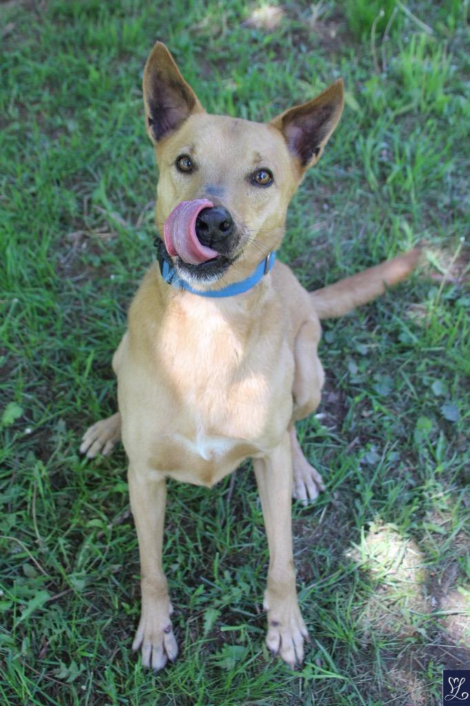 Gladys, a Adoptable mixed breed in Albion, NY image 1/2