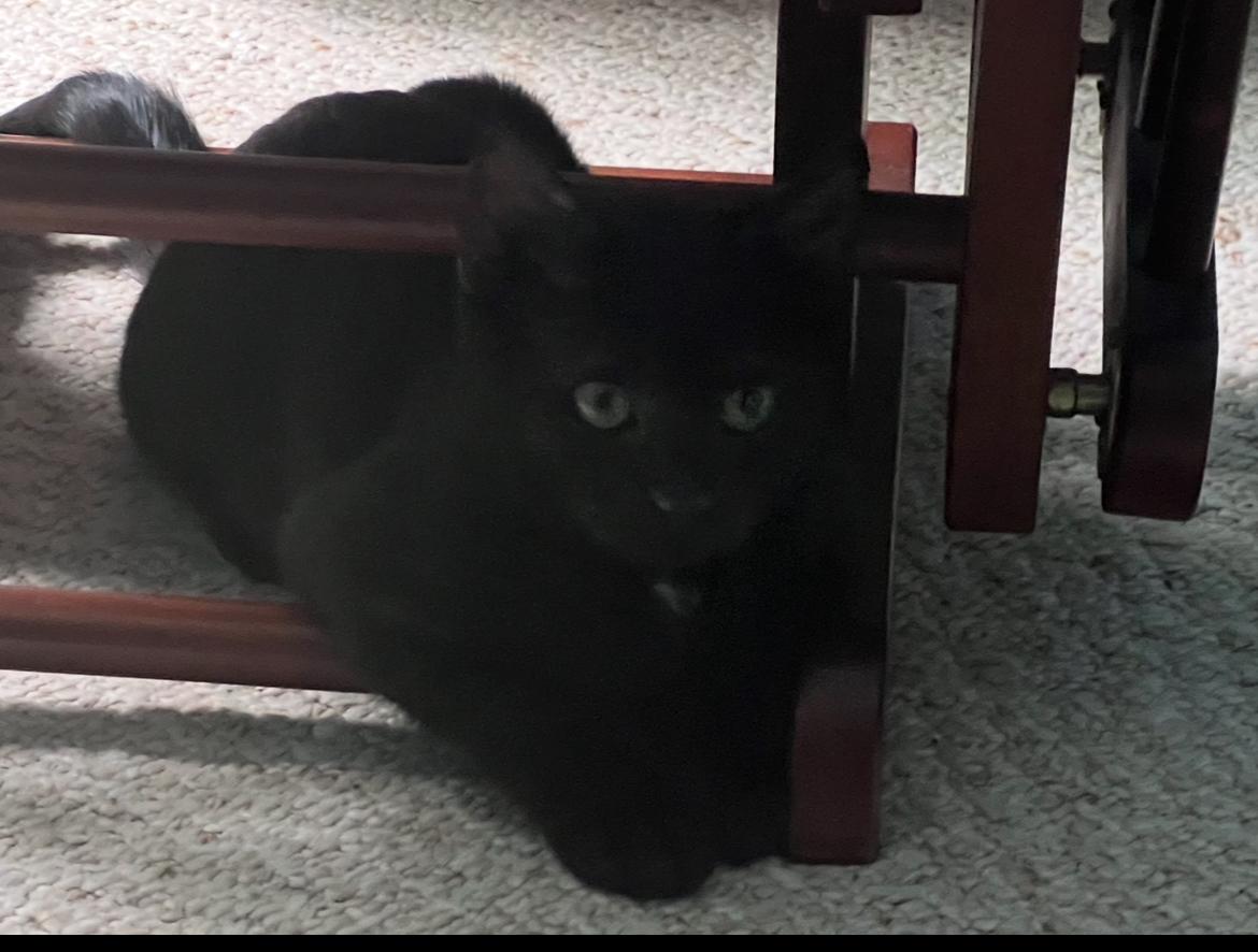 Pheonix, Baby Male unknown