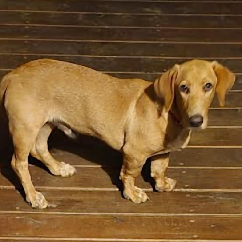 Buster, Adoptable, Young Male Basset Hound.