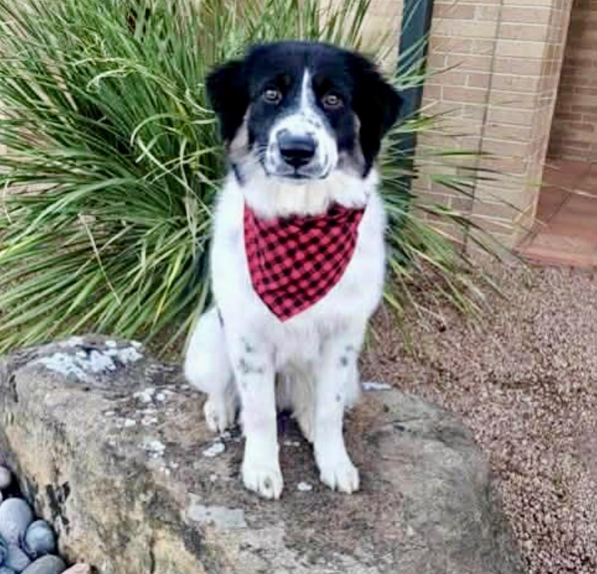 Tilly , ADOPTABLE, Young Female Great Pyrenees & Mixed Breed.