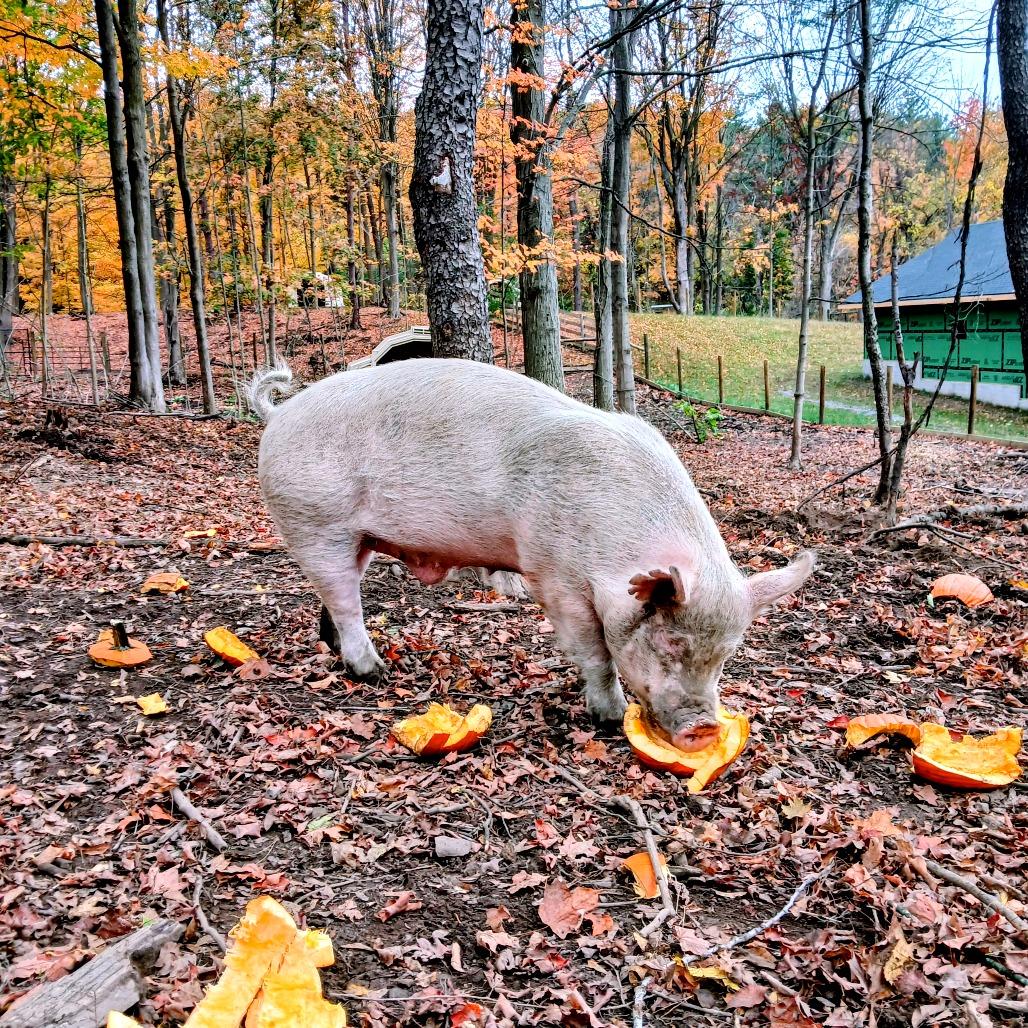 Arnie, Adoptable, Adult Male Pig.