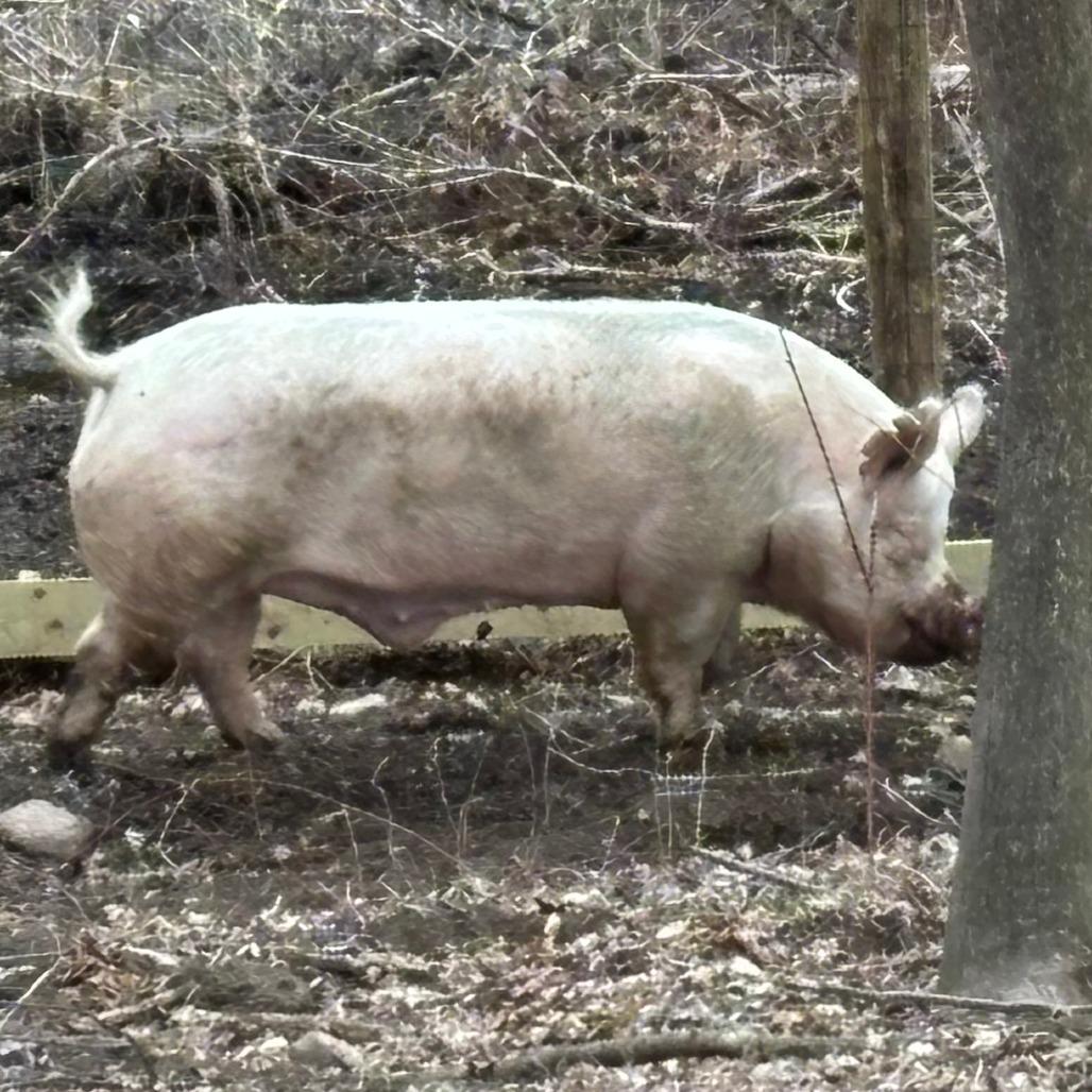 Enlarge Arnie, a Adoptable Pig in Fairport, NY image 2/4