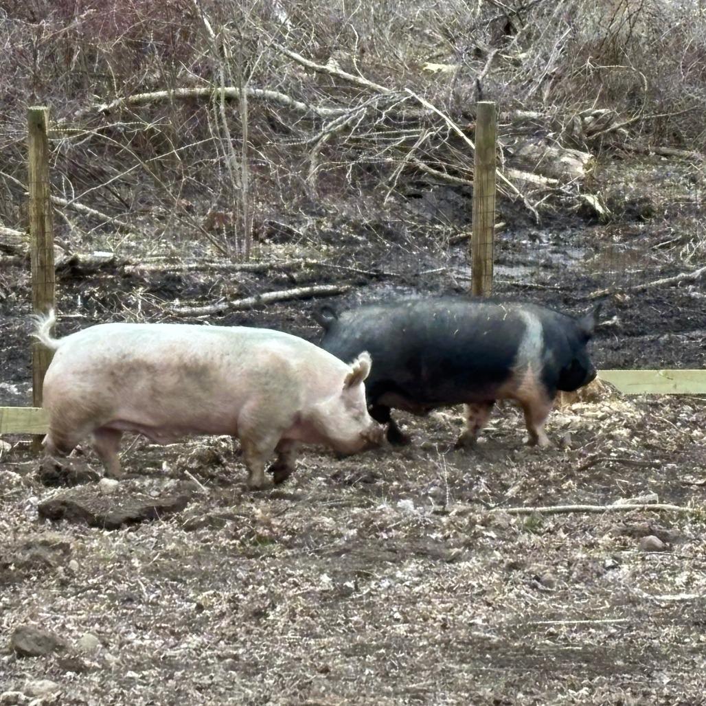 Enlarge Arnie, a Adoptable Pig in Fairport, NY image 3/4