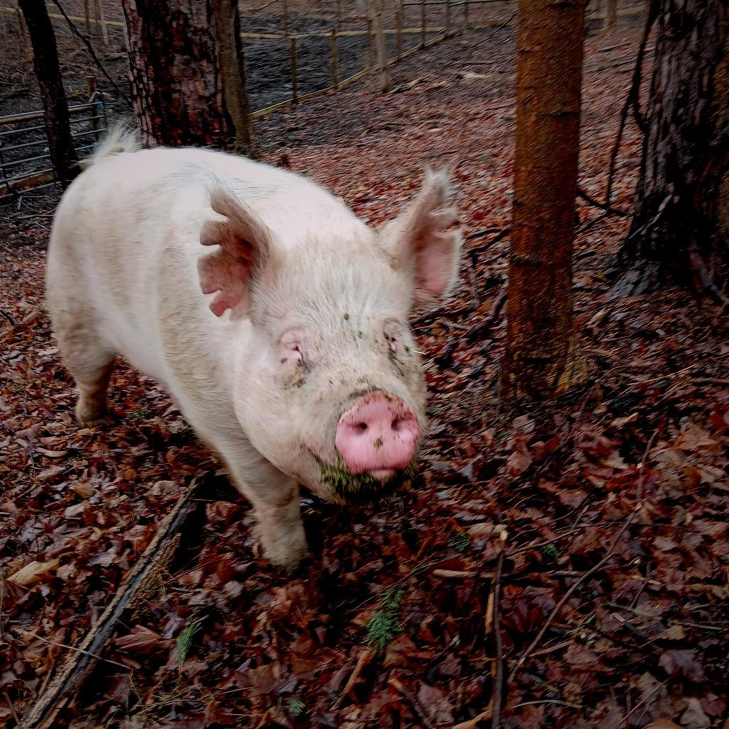 Enlarge Arnie, a Adoptable Pig in Fairport, NY image 4/4
