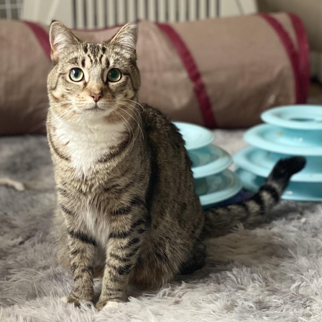 Enlarge Chippy, a Adoptable Domestic Short Hair in Gibsonia, PA image 1/6