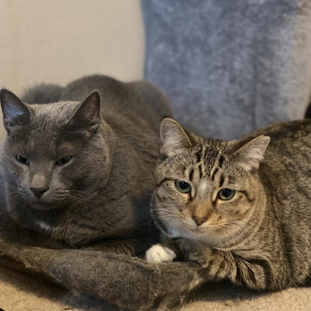 Enlarge Chippy, a Adoptable Domestic Short Hair in Gibsonia, PA image 2/6