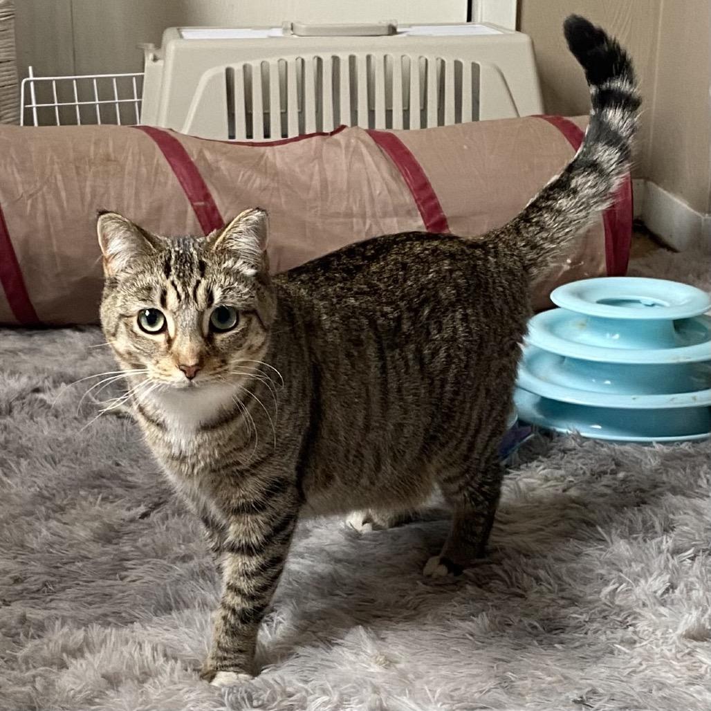 Enlarge Chippy, a Adoptable Domestic Short Hair in Gibsonia, PA image 3/6