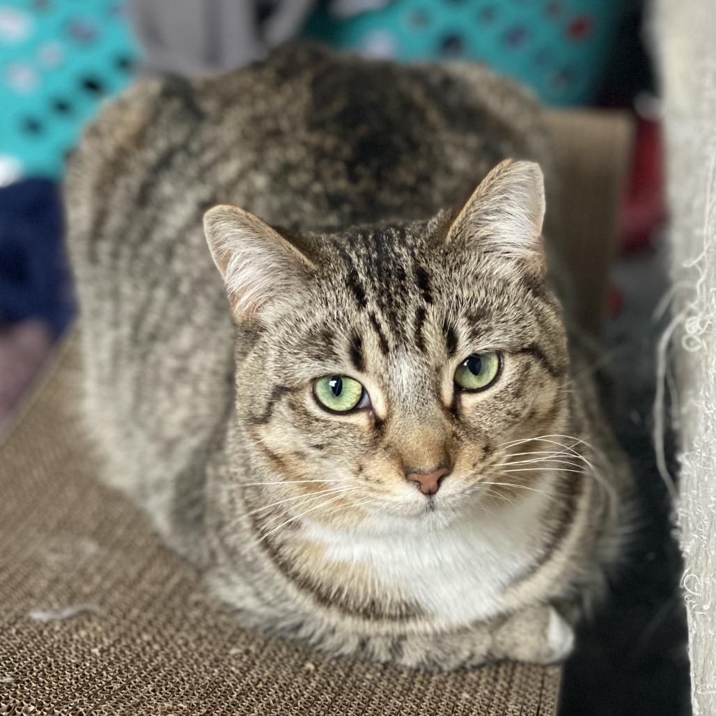 Enlarge Chippy, a Adoptable Domestic Short Hair in Gibsonia, PA image 4/6