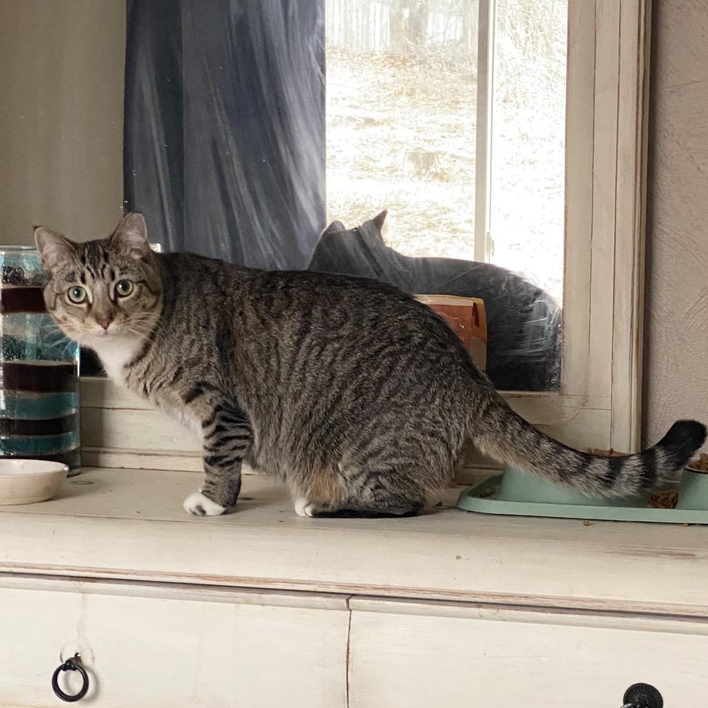 Enlarge Chippy, a Adoptable Domestic Short Hair in Gibsonia, PA image 5/6