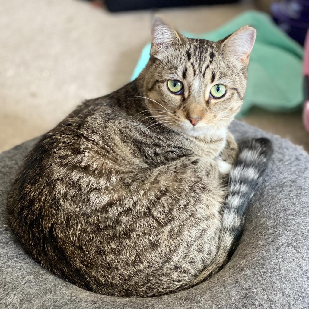 Enlarge Chippy, a Adoptable Domestic Short Hair in Gibsonia, PA image 6/6