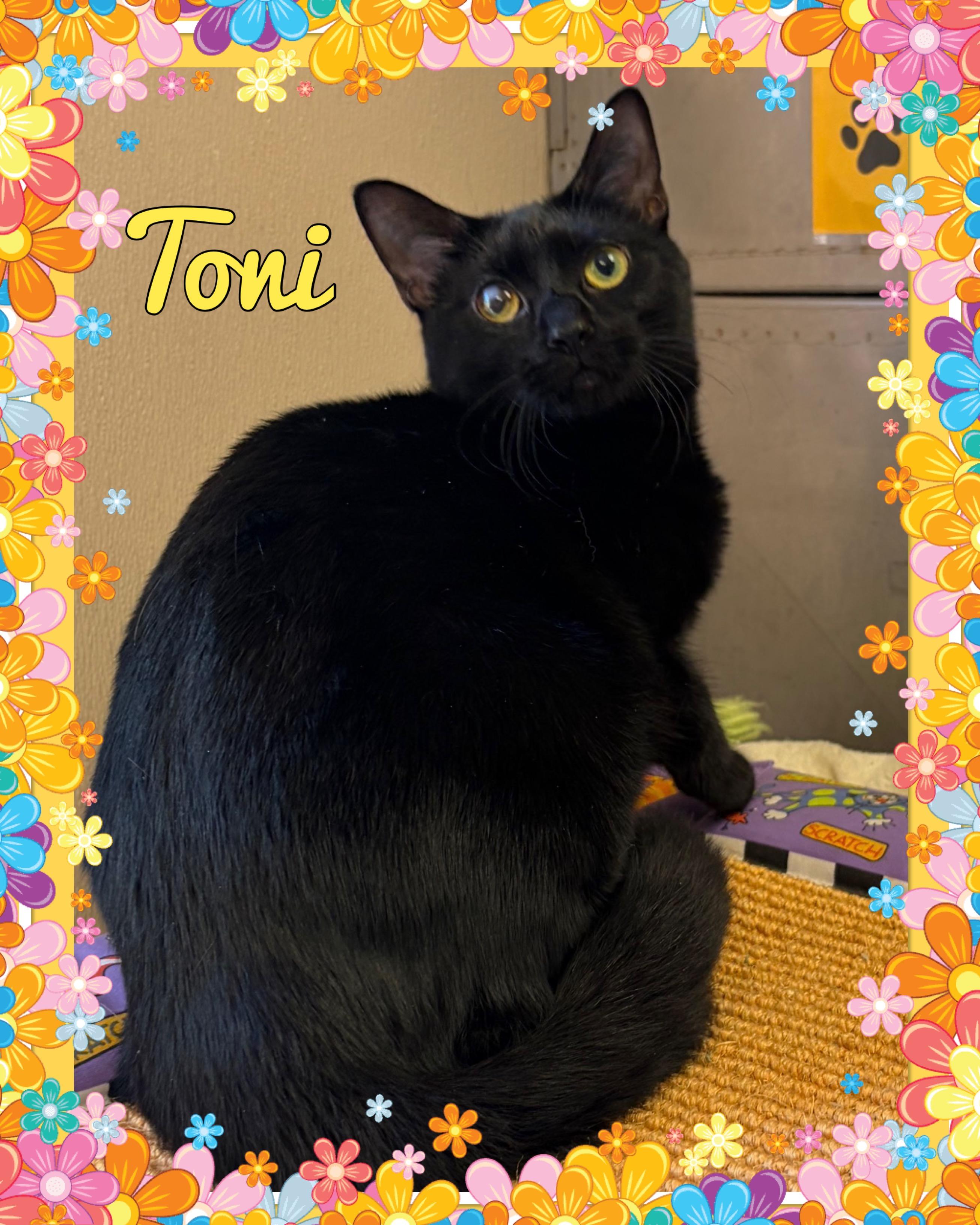 Toni, ADOPTABLE, Young Female Domestic Short Hair.