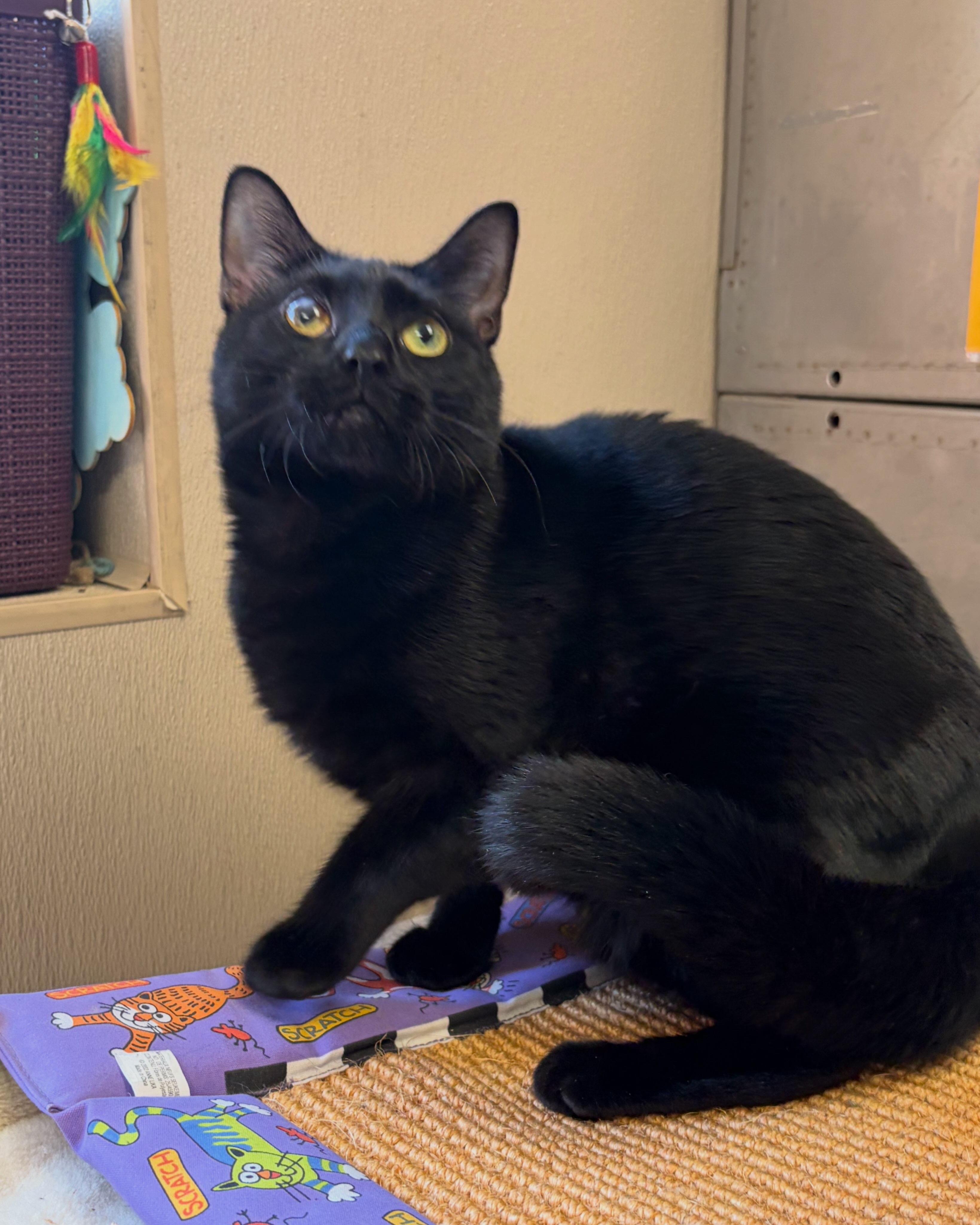 Enlarge Toni, a ADOPTABLE Domestic Short Hair in Somerset, NJ image 2/3