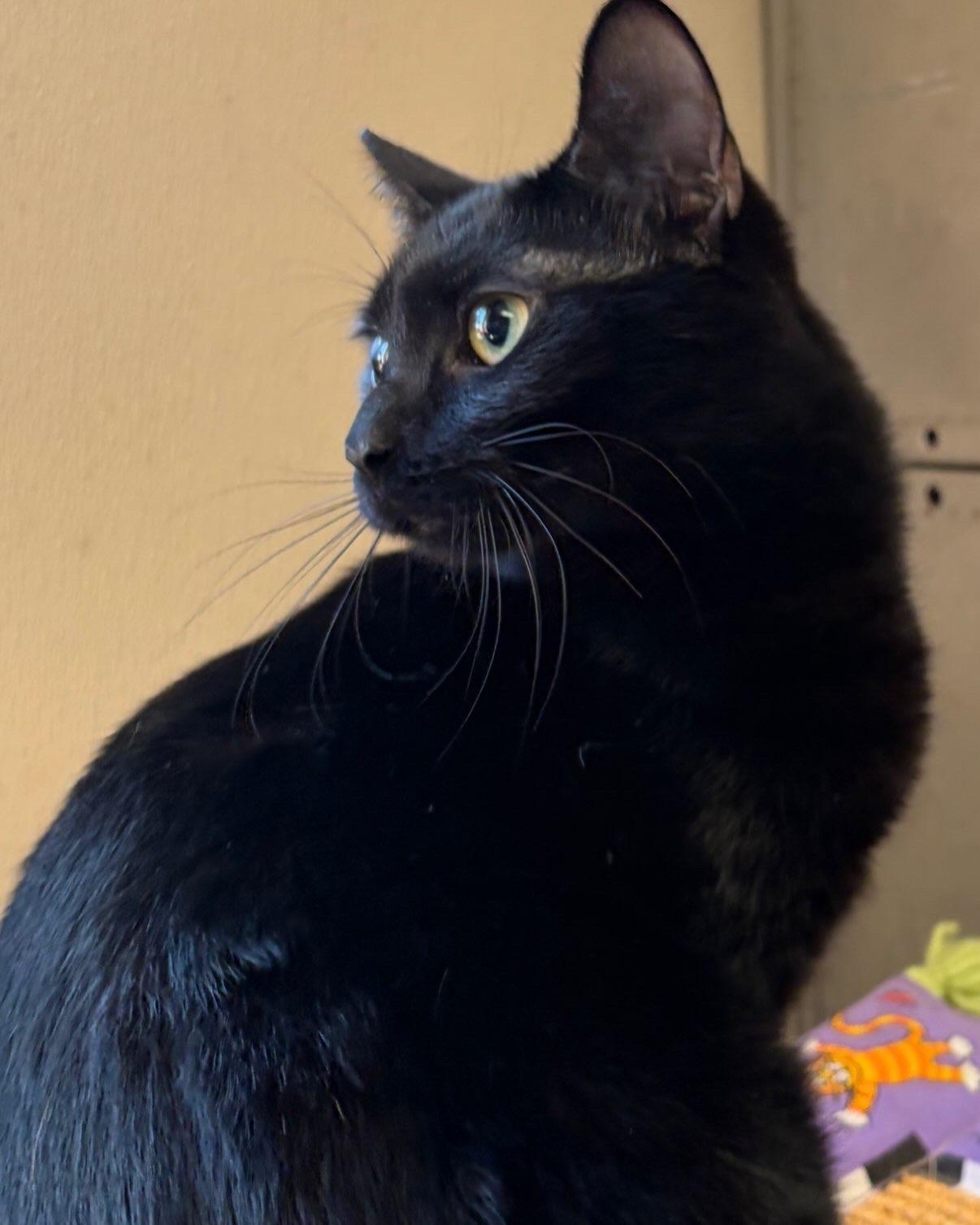 Enlarge Toni, a ADOPTABLE Domestic Short Hair in Somerset, NJ image 3/3