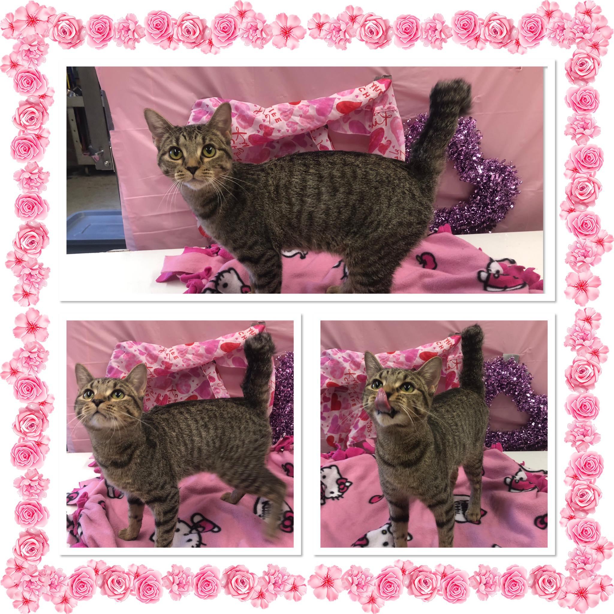 CROOK SHANK, ADOPTABLE, Young Female Domestic Short Hair.