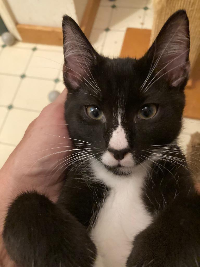 Mickey, Adoptable, Kitten Male Domestic Short Hair.
