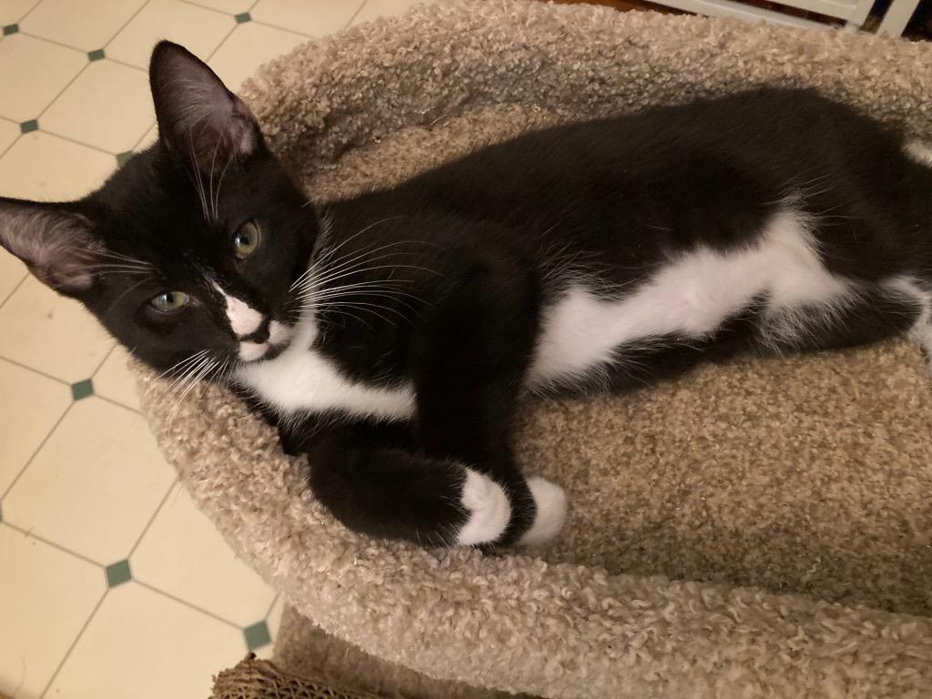 Enlarge Mickey, a Adoptable mixed breed in Fort Oglethorpe, GA image 2/3