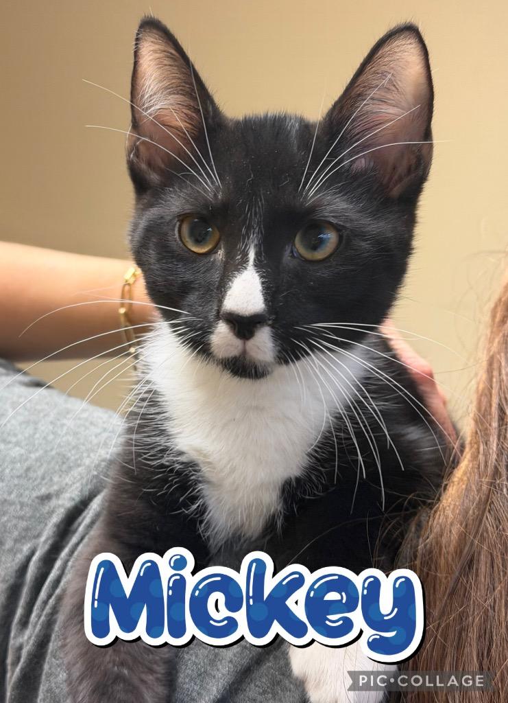 Enlarge Mickey, a Adoptable mixed breed in Fort Oglethorpe, GA image 3/3