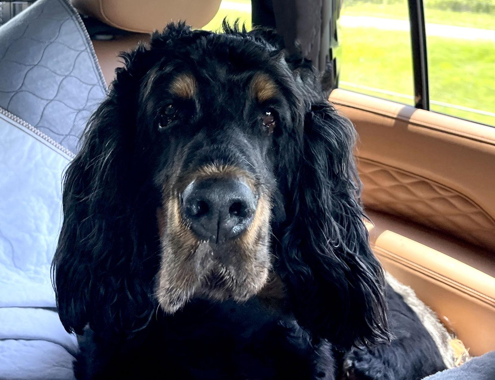 good time “Charlie”, Adoptable, Senior Male Gordon Setter.