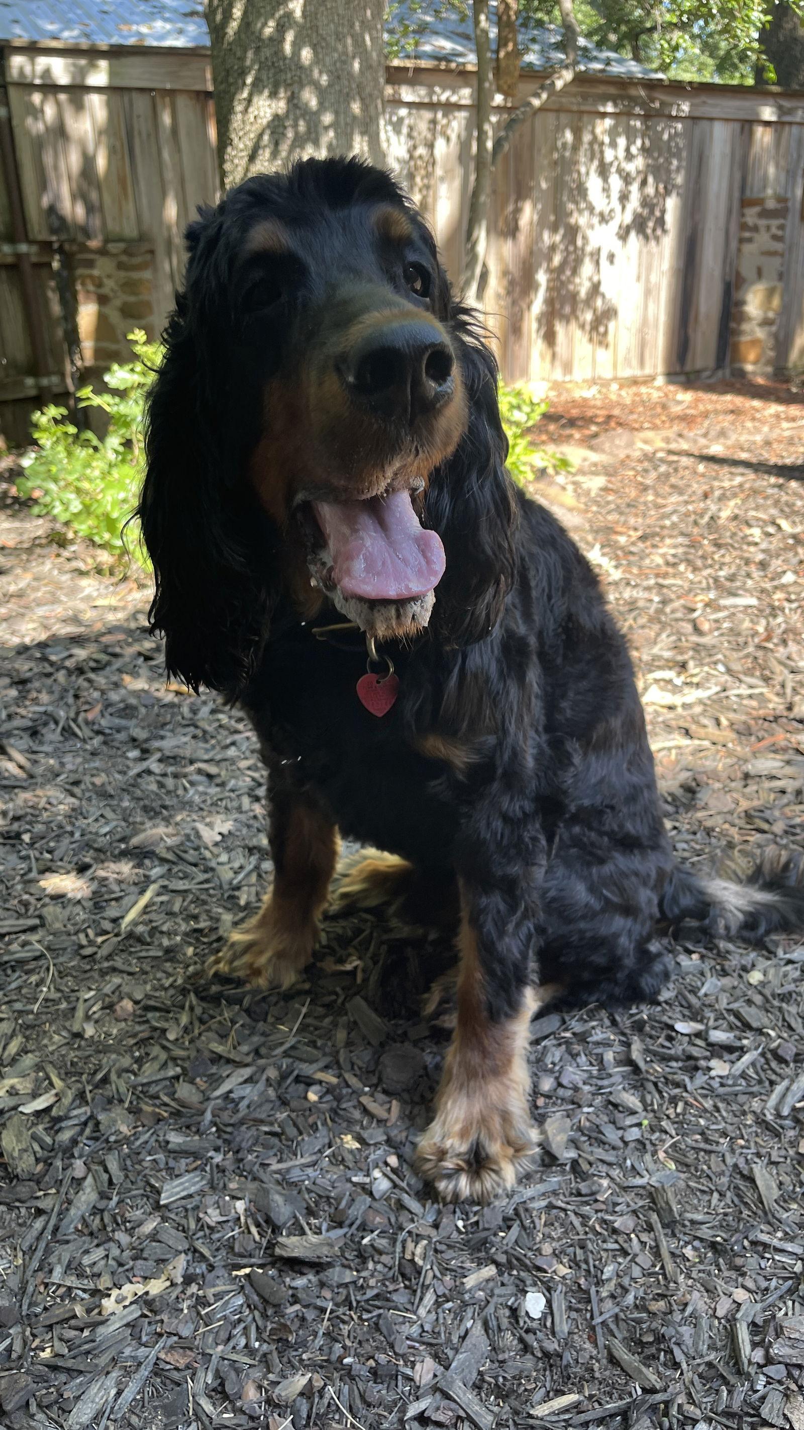 Enlarge good time “Charlie”, a Adoptable Gordon Setter image 2/3