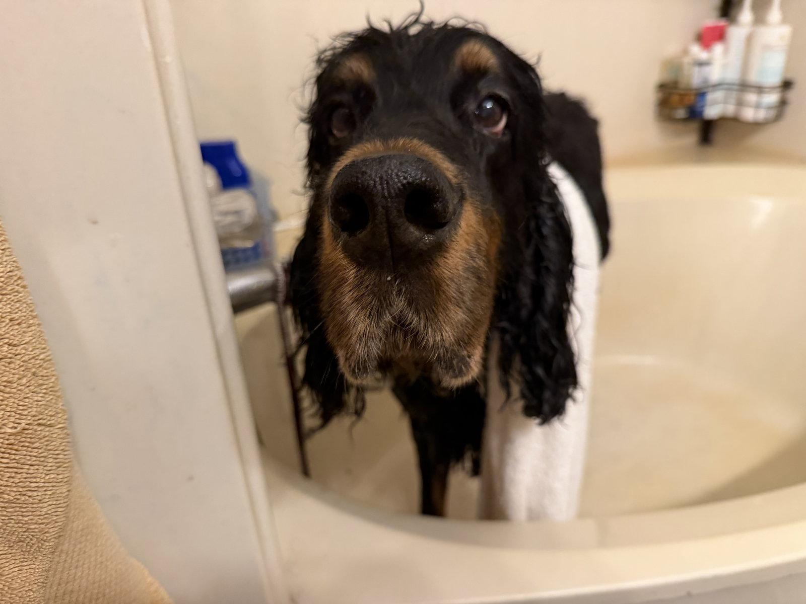Enlarge good time “Charlie”, a Adoptable Gordon Setter in Denton, TX image 2/3