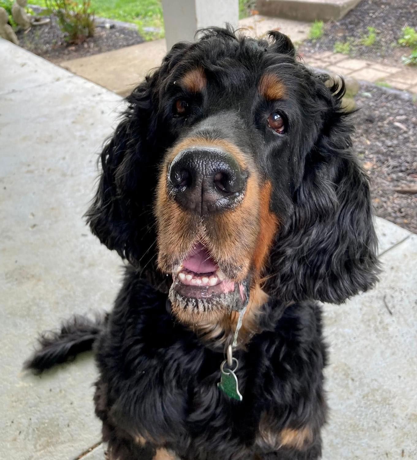 Enlarge good time “Charlie”, a Adoptable Gordon Setter image 3/3