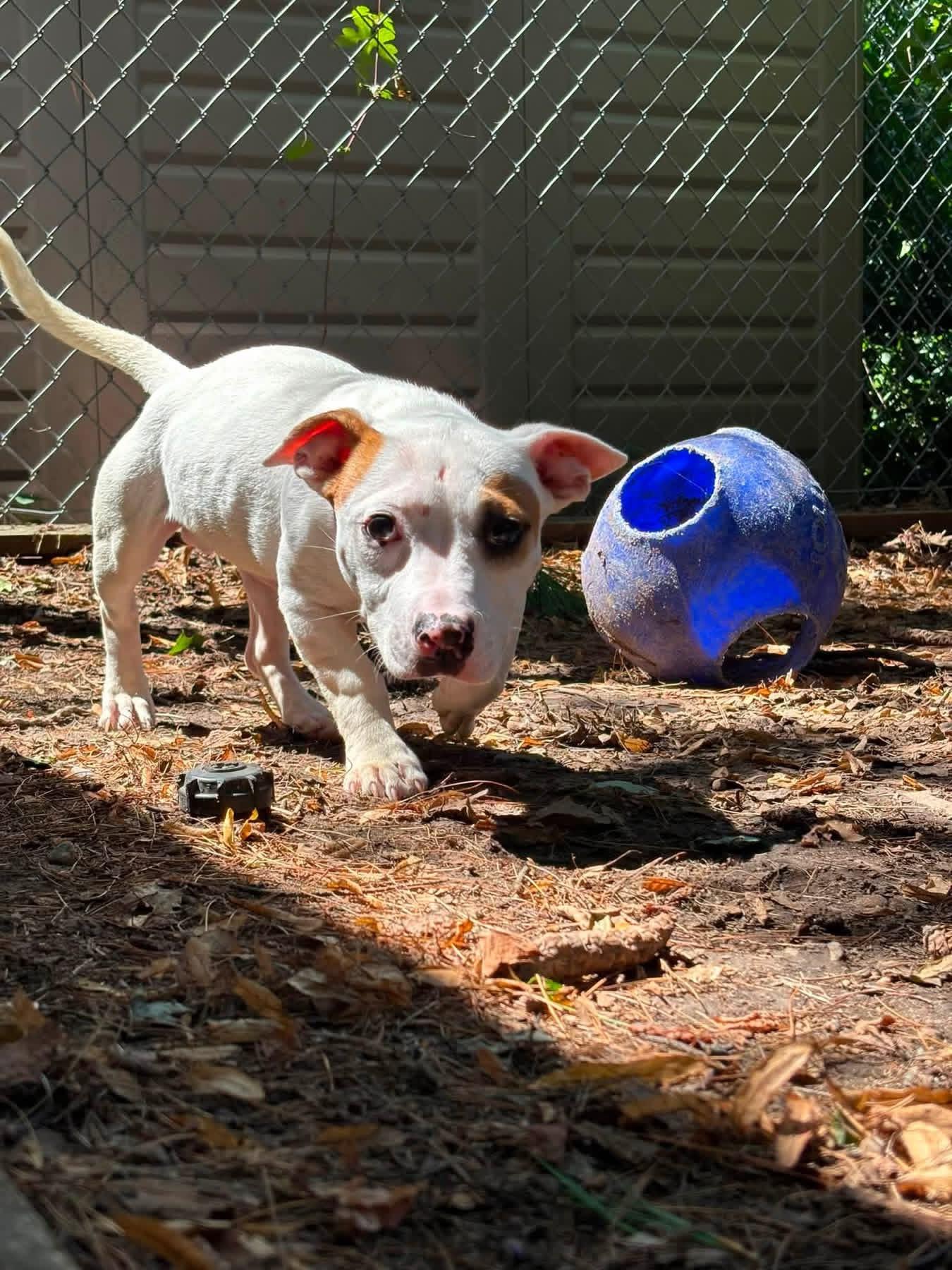 Enlarge Spencer, an adopted mixed breed in Jackson , NJ image 4/5