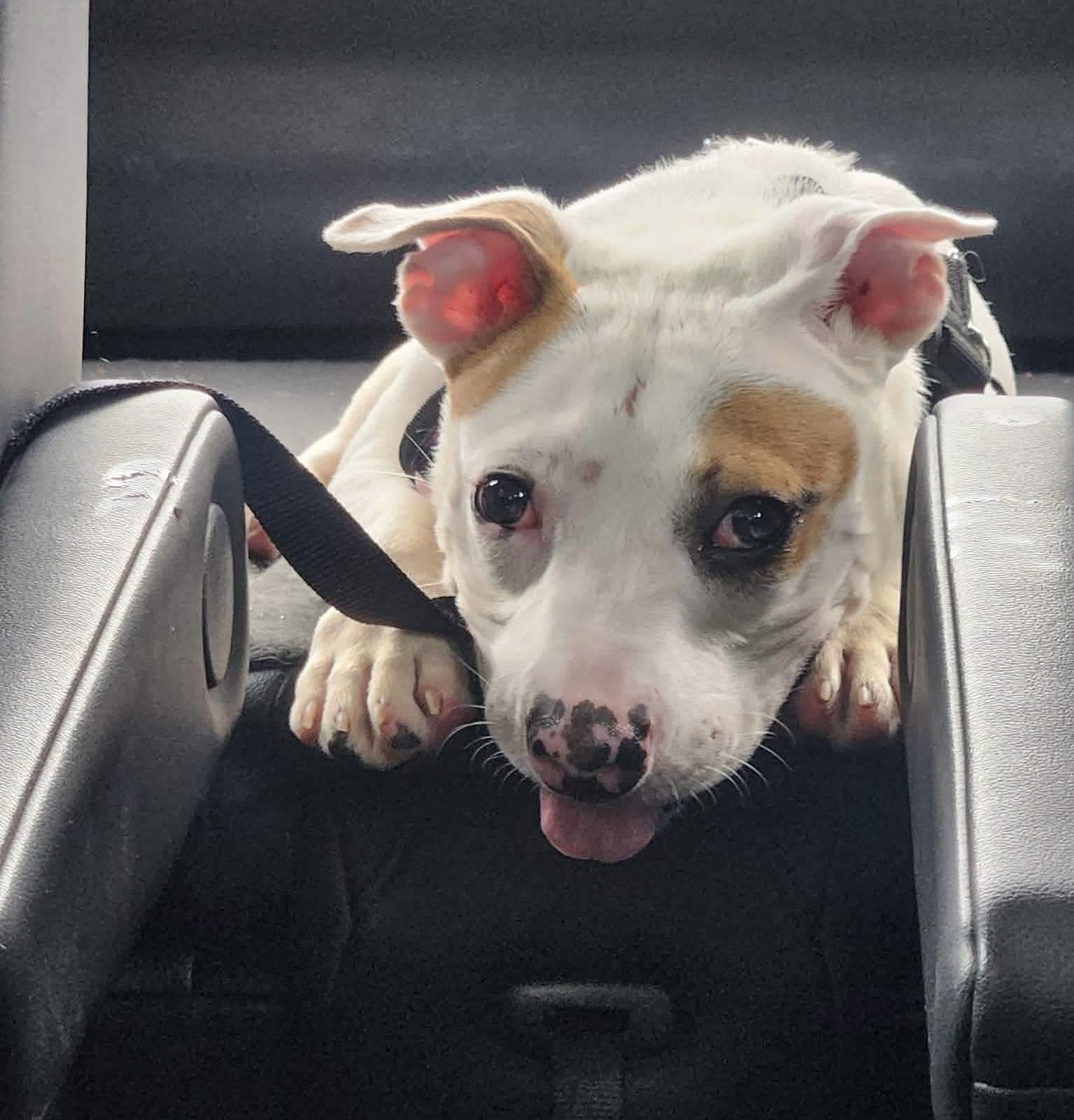Enlarge Spencer, an adopted mixed breed in Jackson , NJ image 5/5