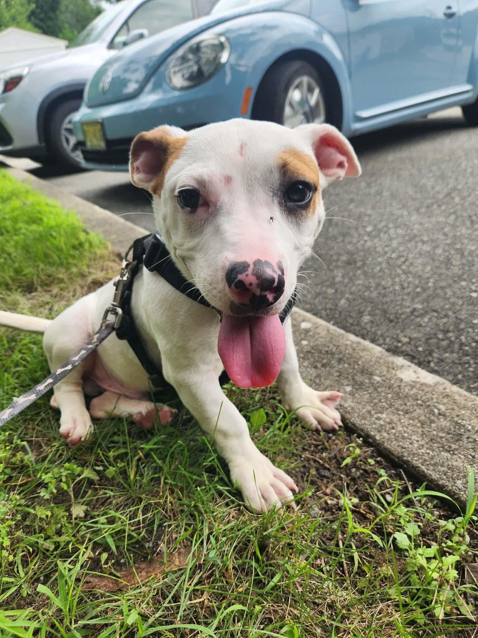 Enlarge Spencer, an adopted mixed breed in Jackson , NJ image 3/5