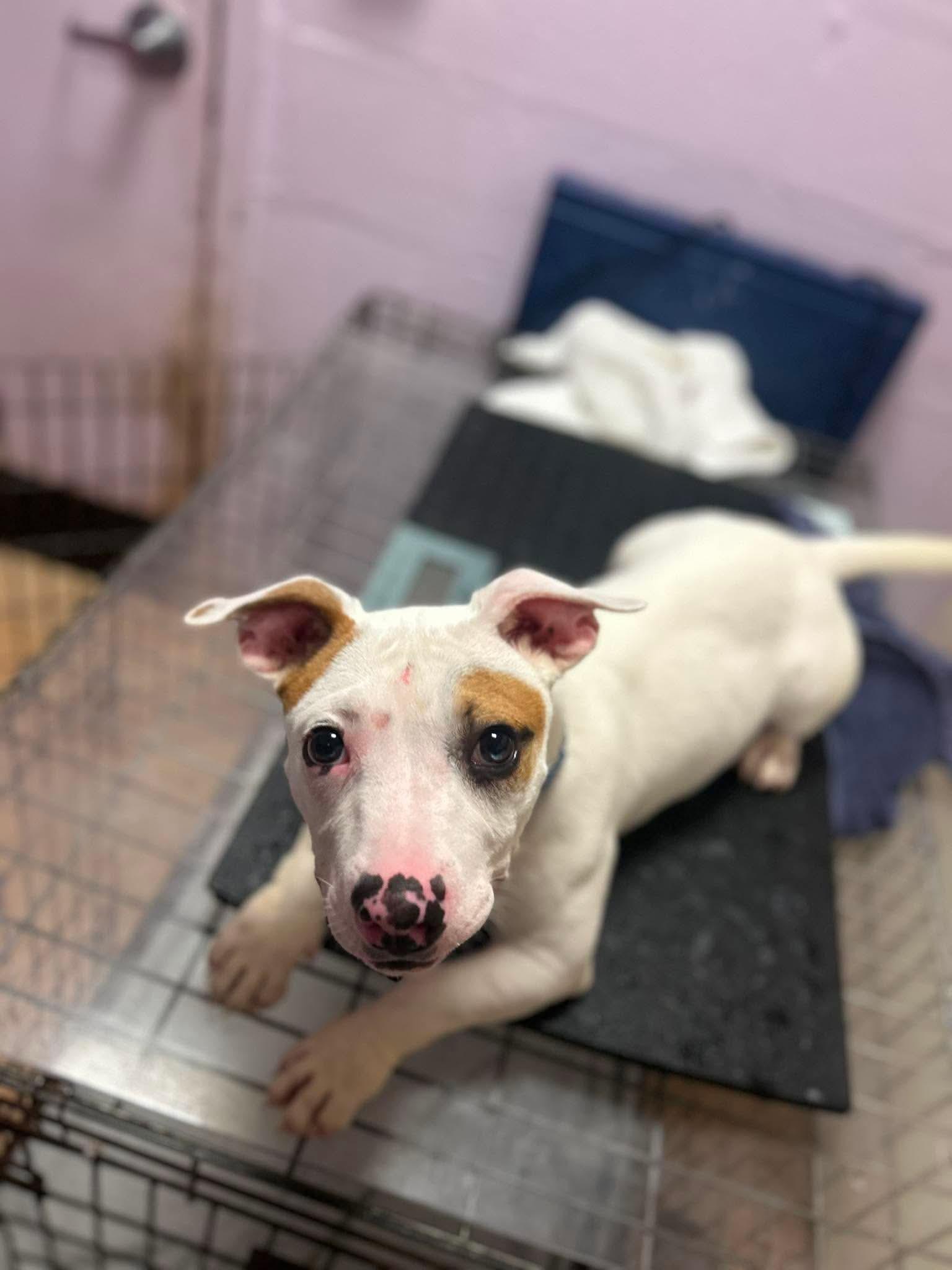 Enlarge Spencer, an adopted mixed breed in Jackson , NJ image 1/5