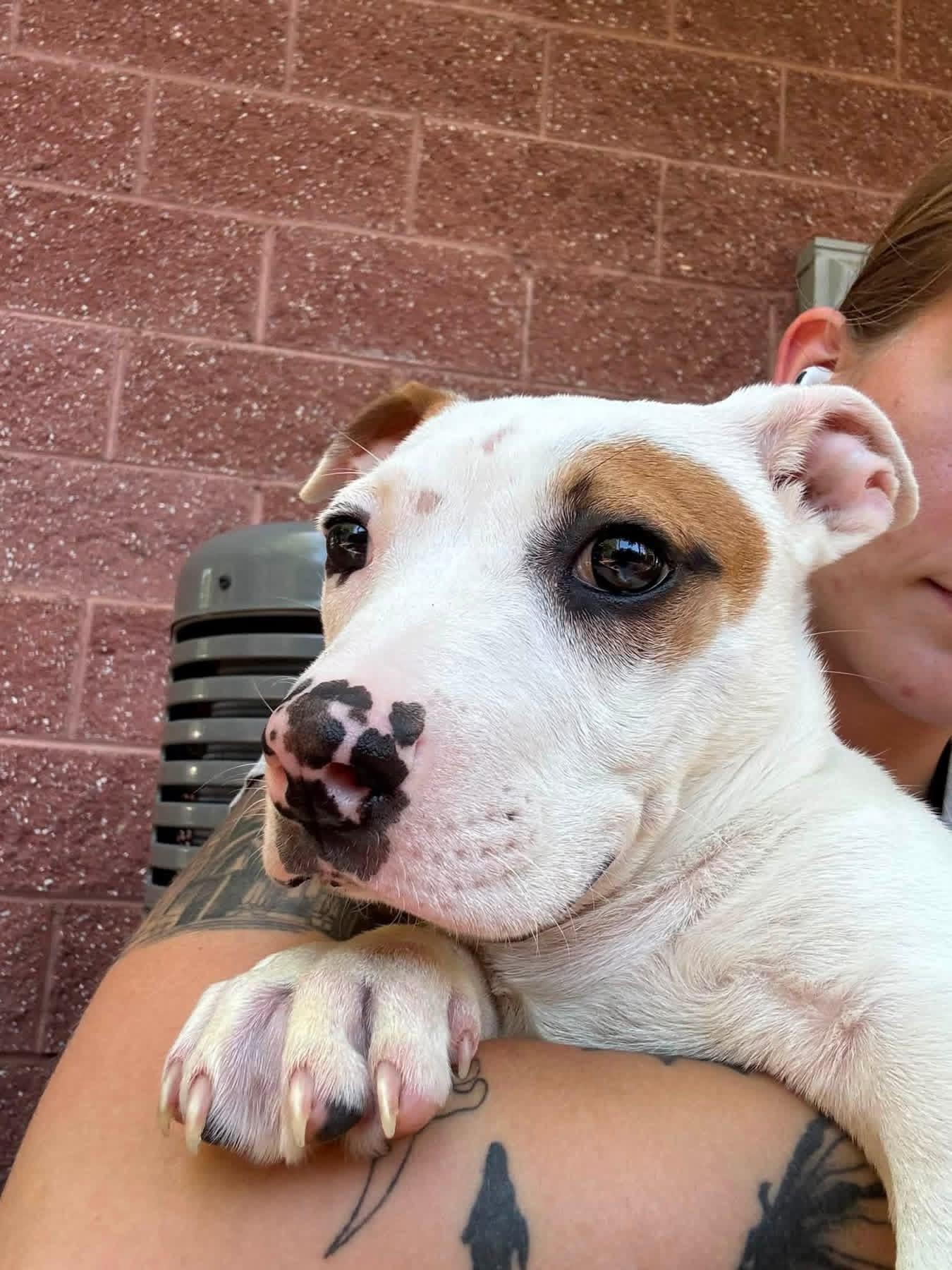 Enlarge Spencer, an adopted mixed breed in Jackson , NJ image 2/5